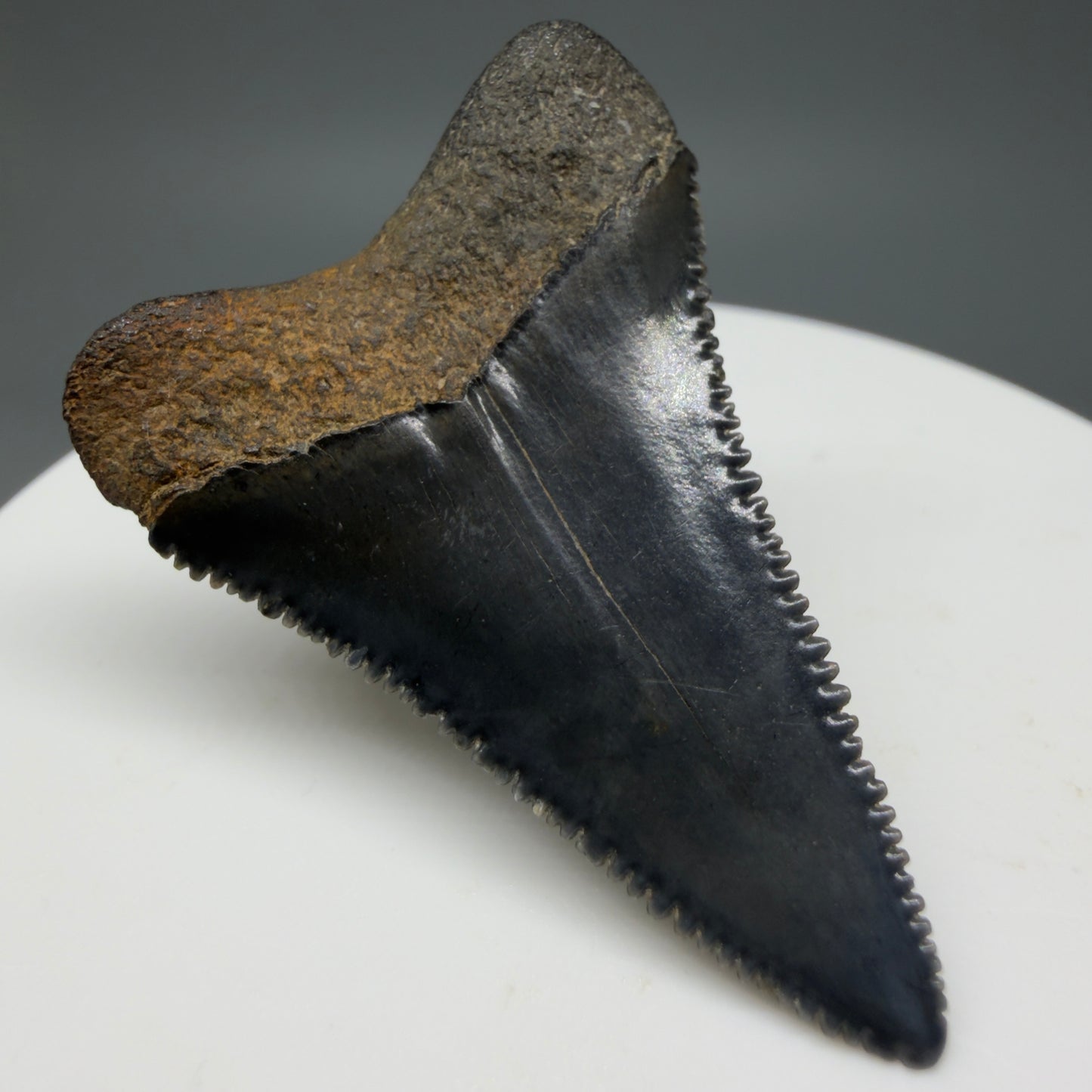 Back Left View Colorful, sharply serrated 1.64" Fossil Great White Tooth for Sale GW1297