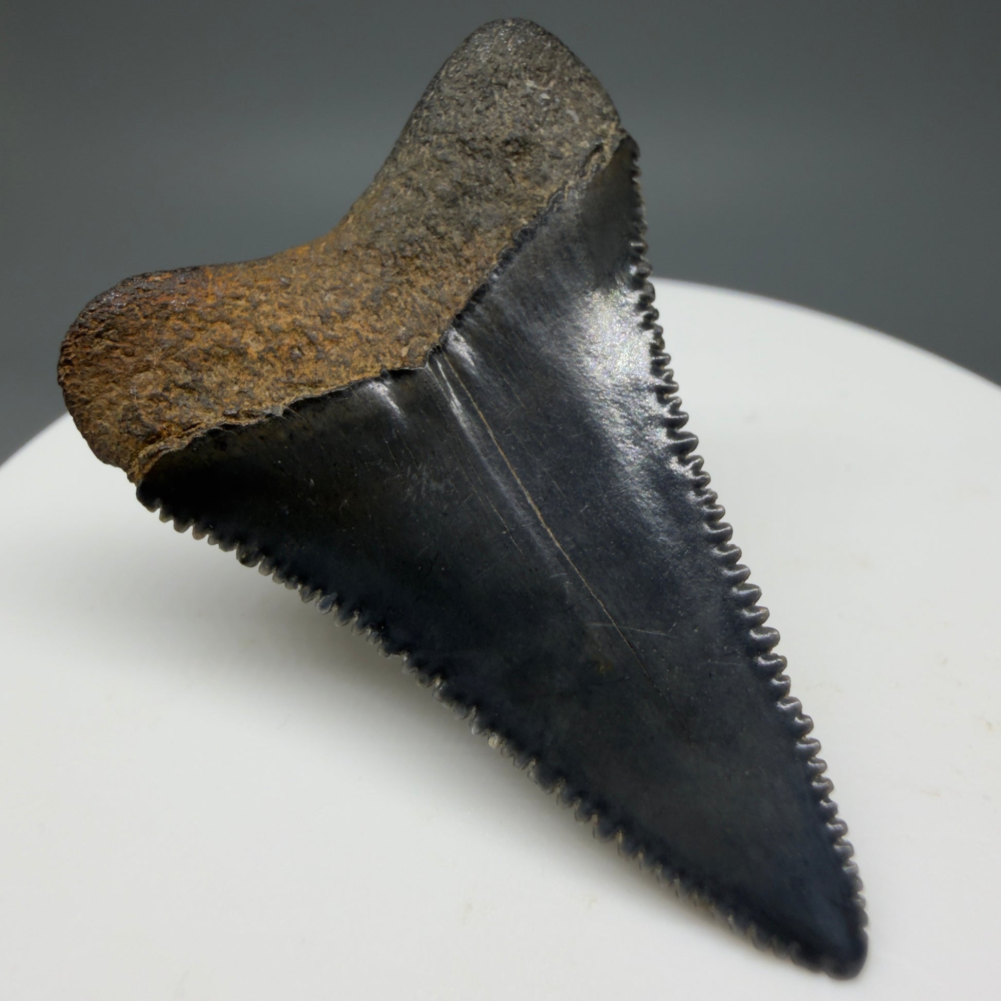 Back Left View Colorful, sharply serrated 1.64" Fossil Great White Tooth for Sale GW1297