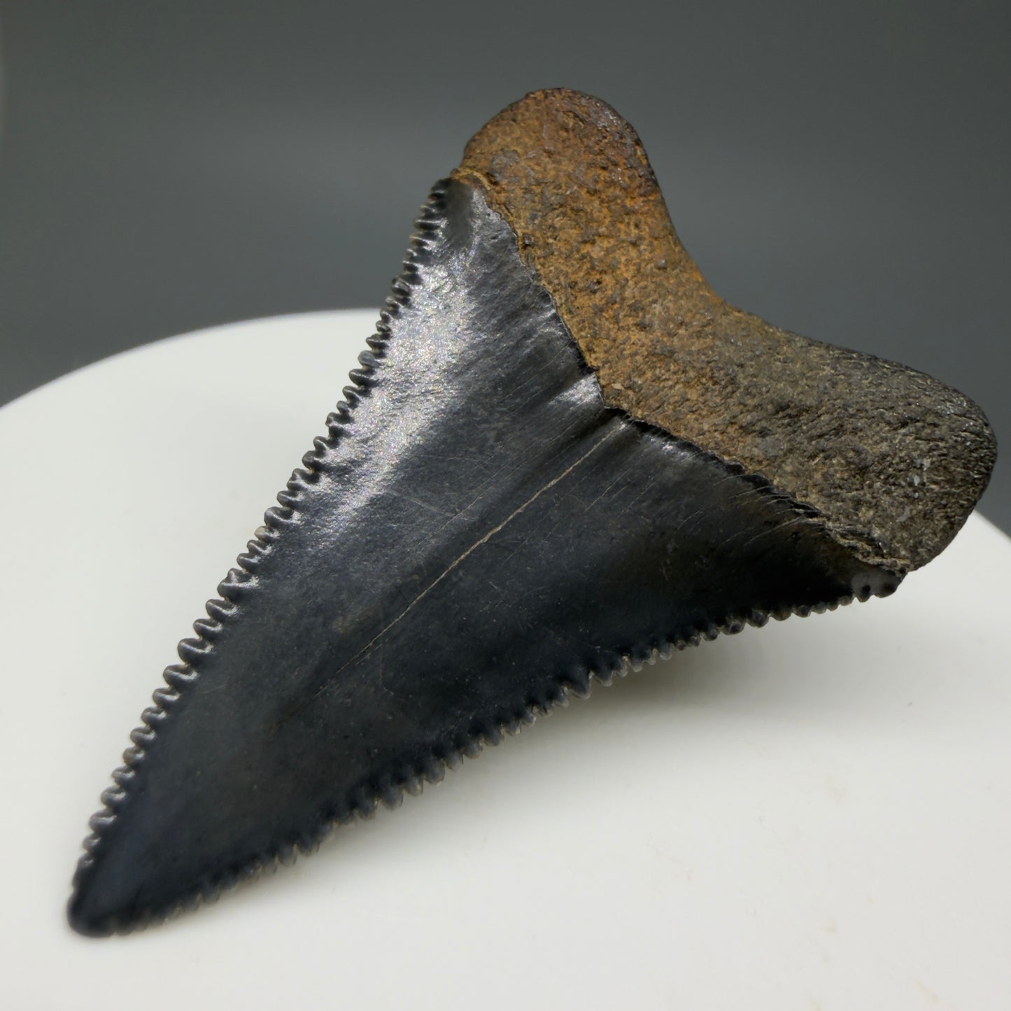 Back Right View Colorful, sharply serrated 1.64" Fossil Great White Tooth for Sale GW1297