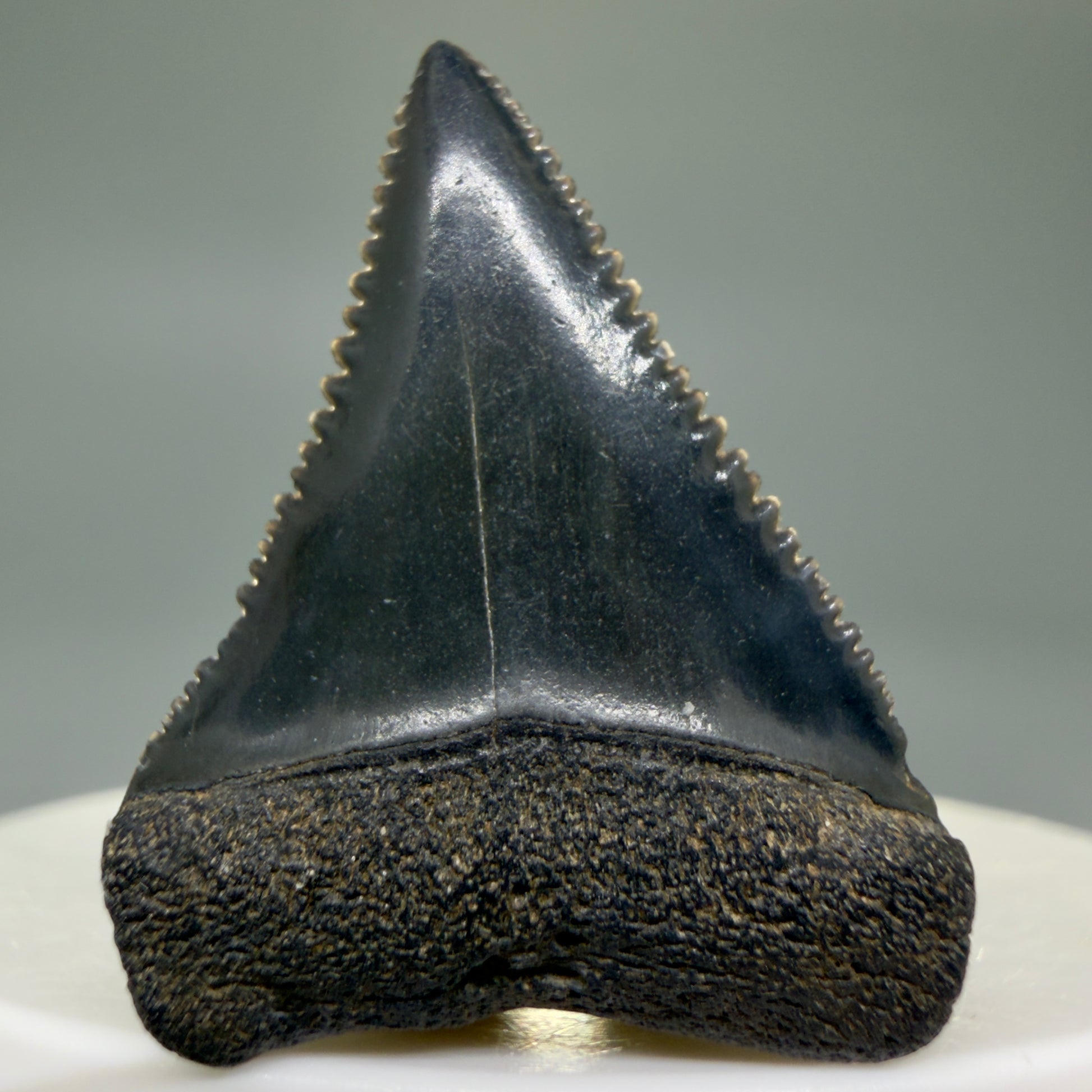 Front View Dark colors, sharply serrated 1.35" Fossil Great White Tooth for Sale GW1296 - 3