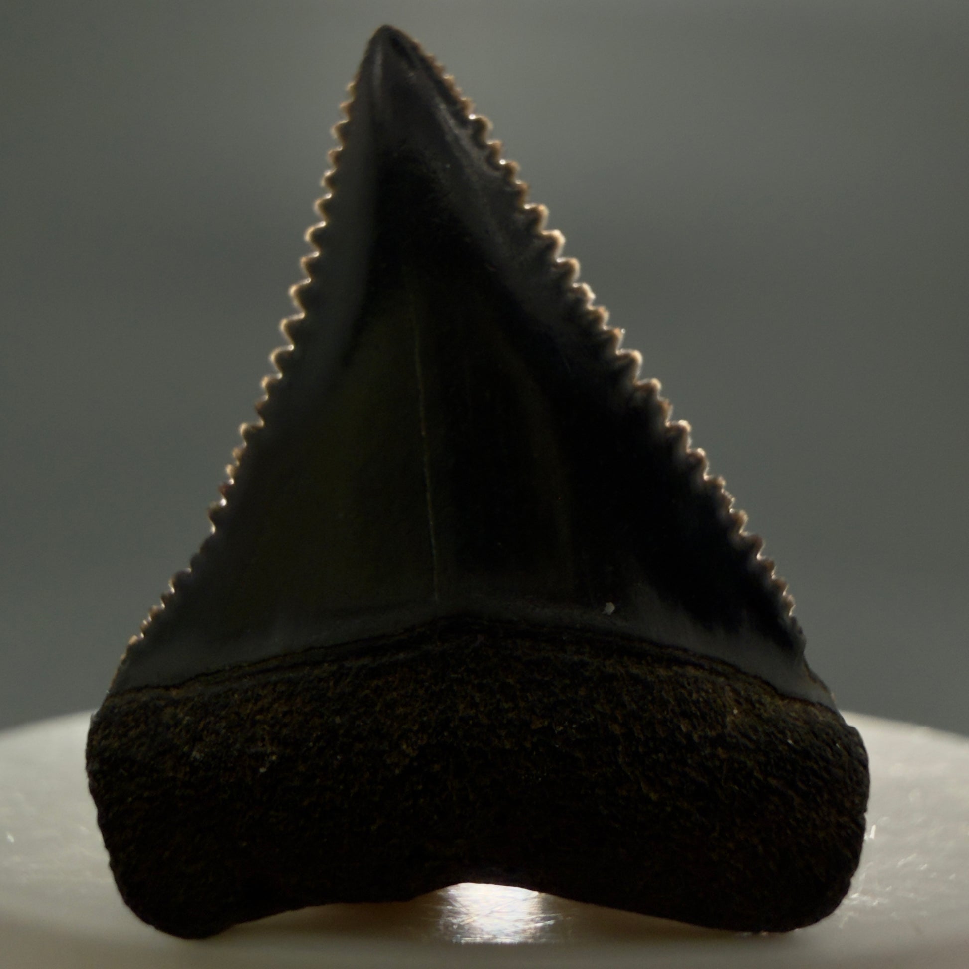Front View Dark colors, sharply serrated 1.35" Fossil Great White Tooth for Sale GW1296 - 2