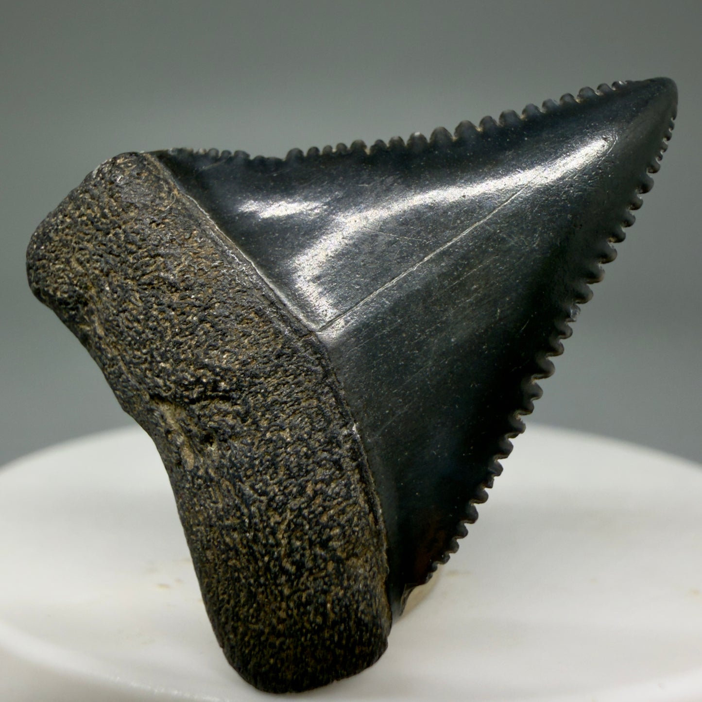 Front View Dark colors, sharply serrated 1.35" Fossil Great White Tooth for Sale GW1296 - 1
