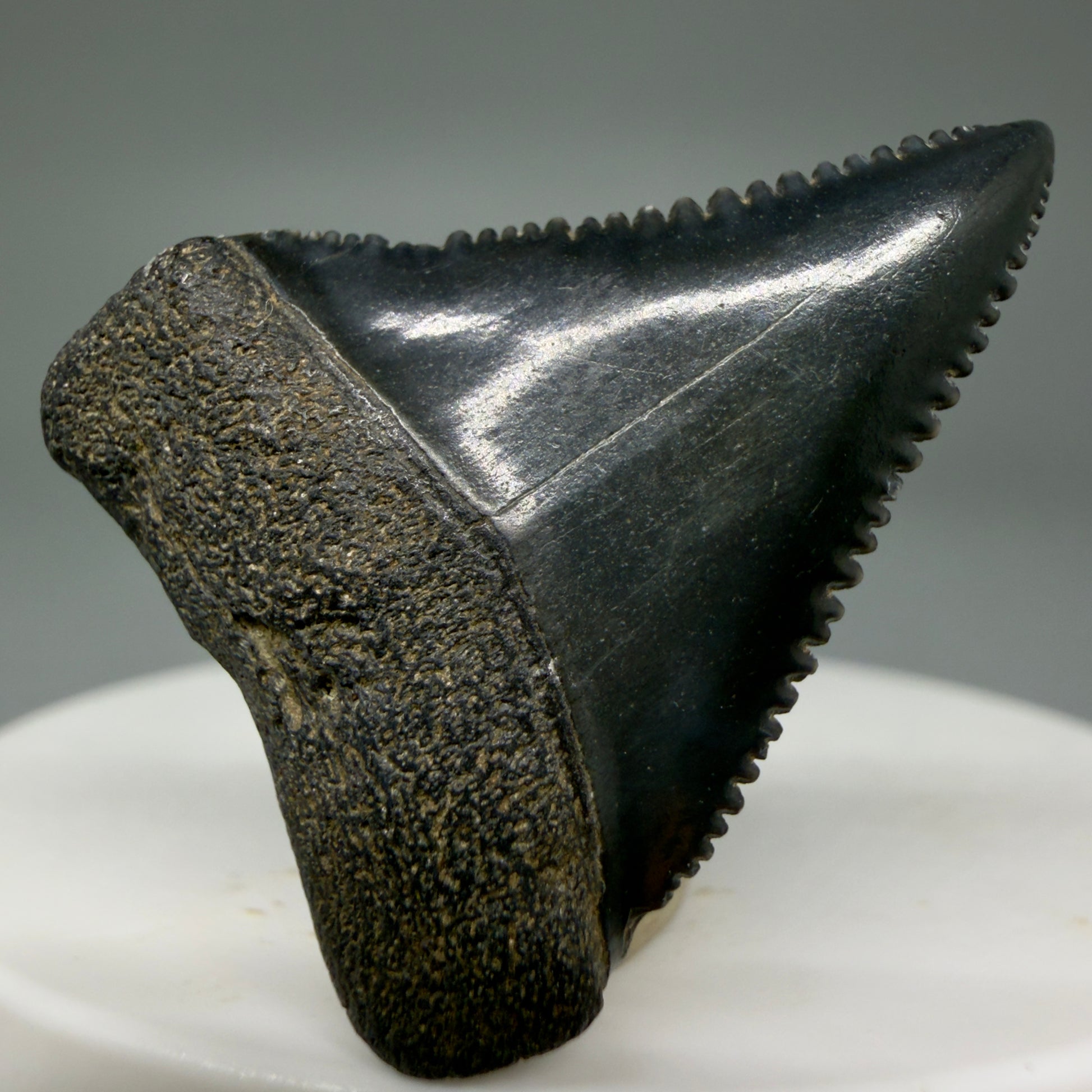 Front View Dark colors, sharply serrated 1.35" Fossil Great White Tooth for Sale GW1296 - 1