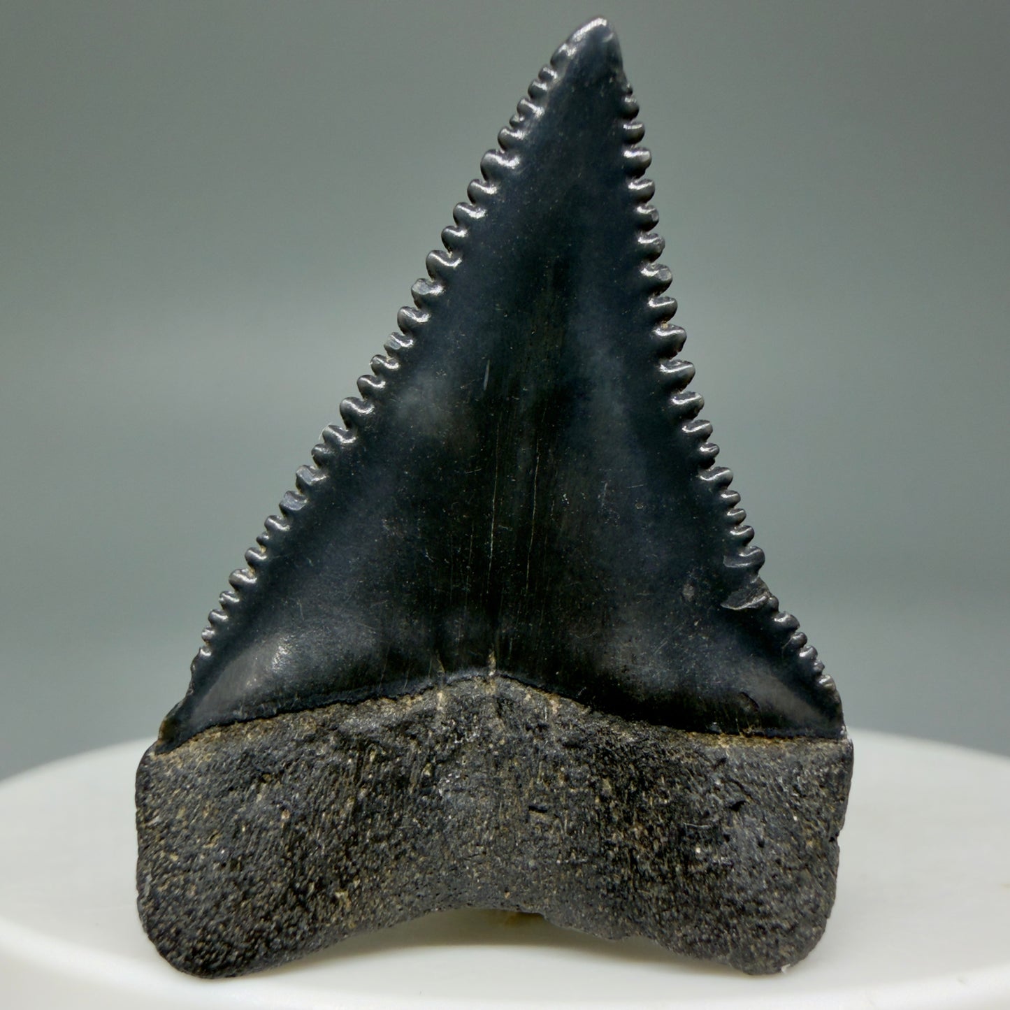 Back View Dark colors, sharply serrated 1.35" Fossil Great White Tooth for Sale GW1296