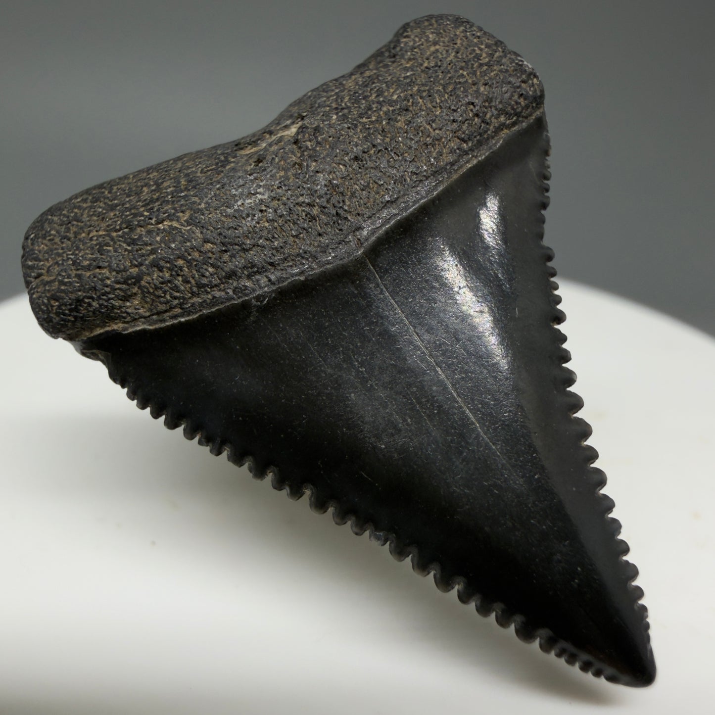 Front Left View Dark colors, sharply serrated 1.35" Fossil Great White Tooth for Sale GW1296