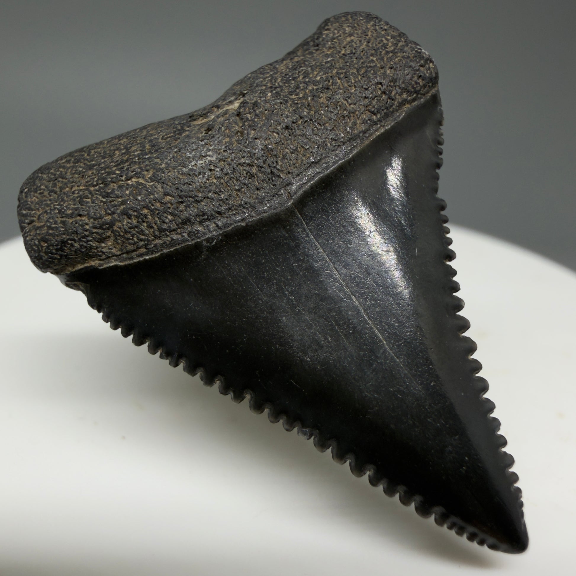 Front Left View Dark colors, sharply serrated 1.35" Fossil Great White Tooth for Sale GW1296