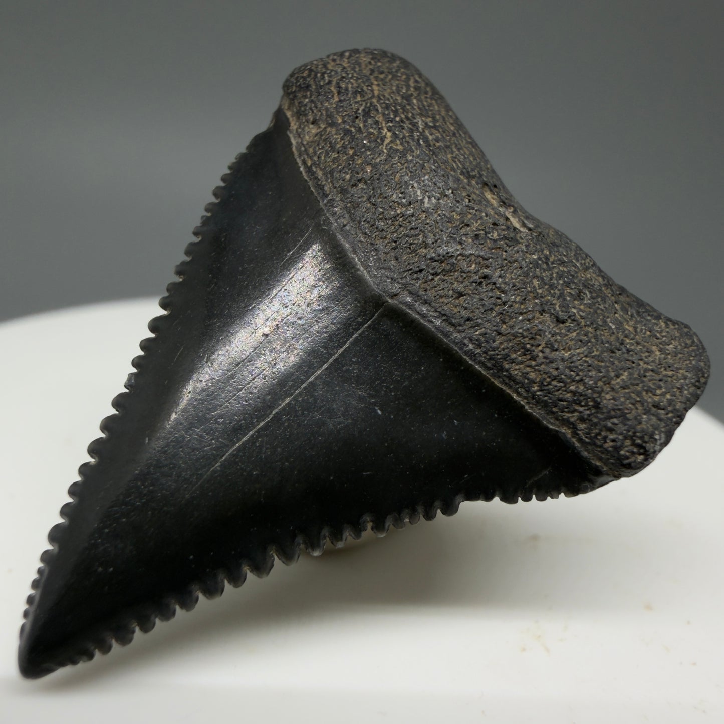 Front Right View Dark colors, sharply serrated 1.35" Fossil Great White Tooth for Sale GW1296