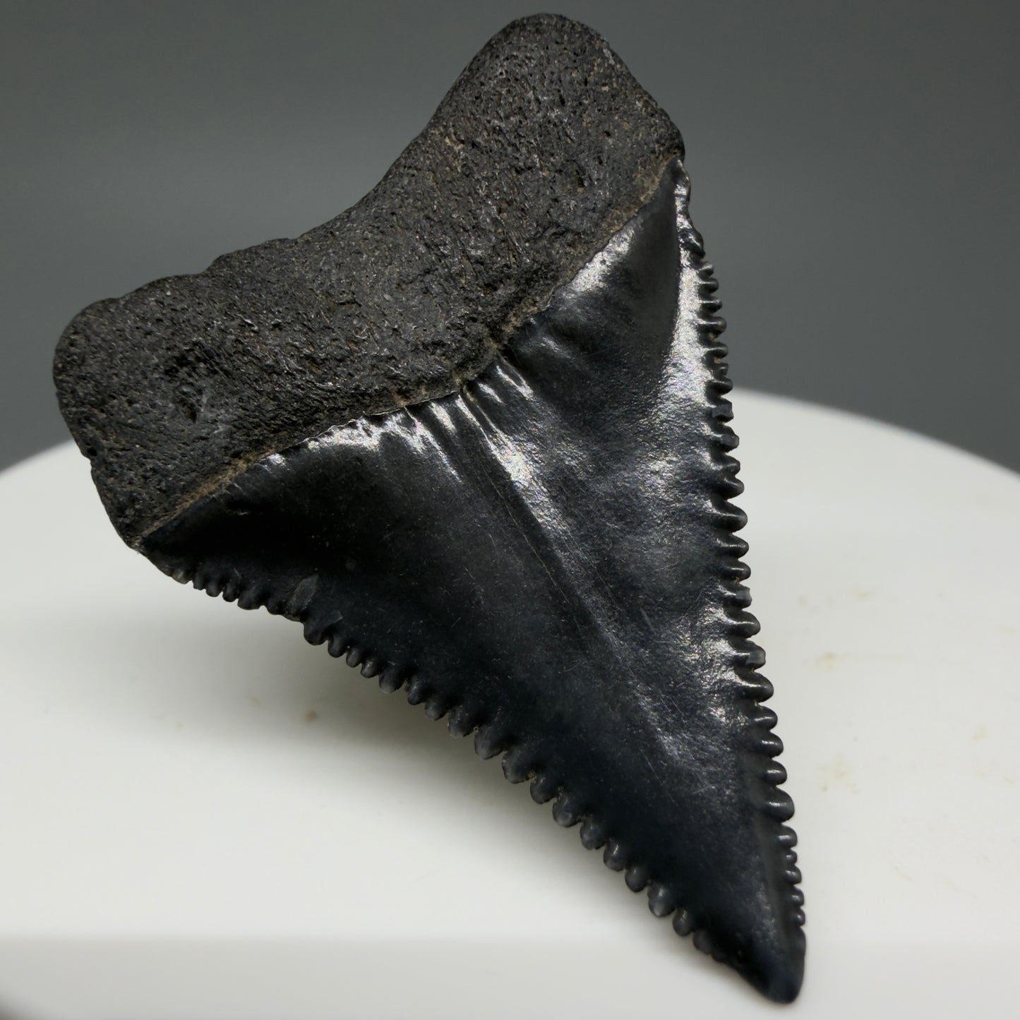 Back Left View Dark colors, sharply serrated 1.35" Fossil Great White Tooth for Sale GW1296
