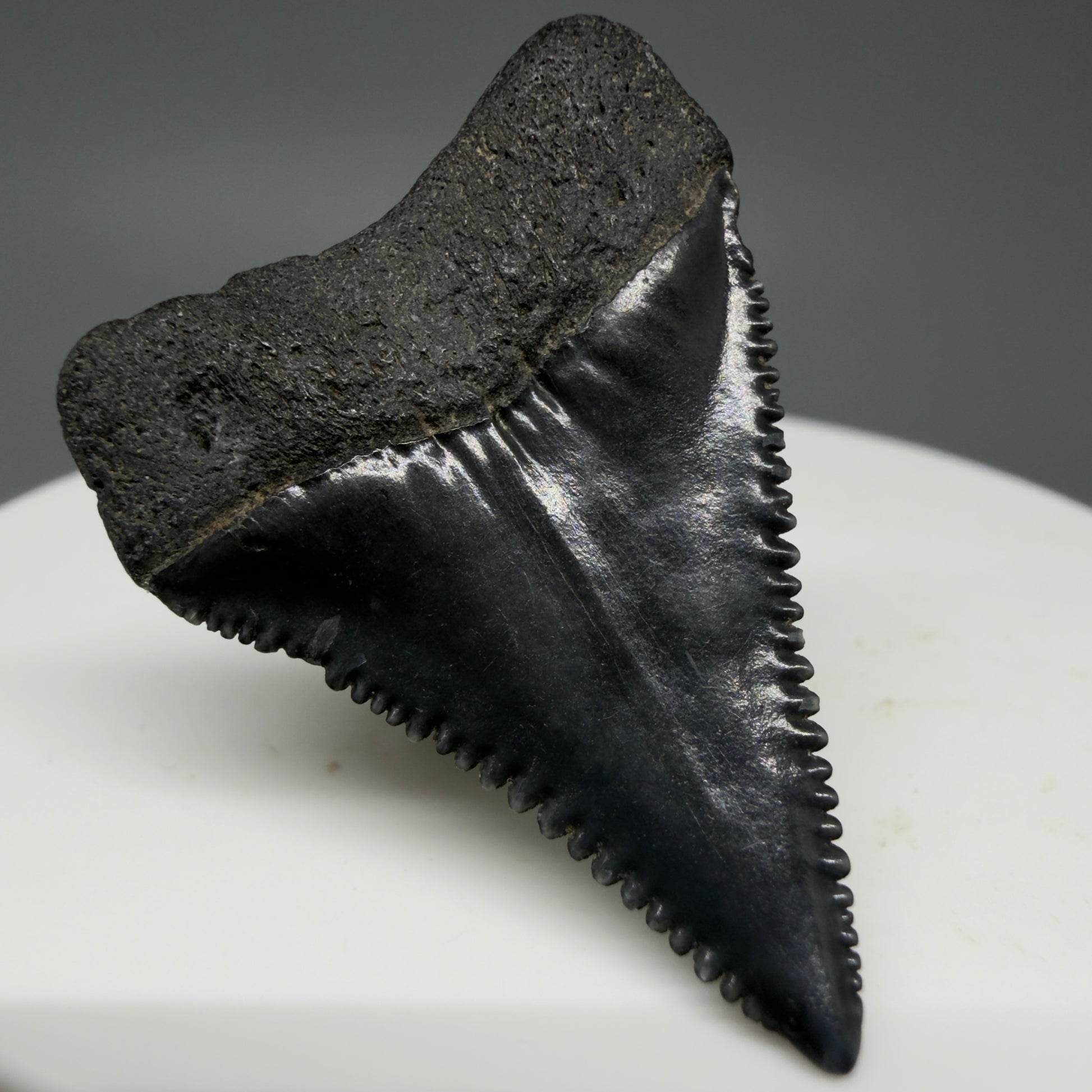 Back Left View Dark colors, sharply serrated 1.35" Fossil Great White Tooth for Sale GW1296