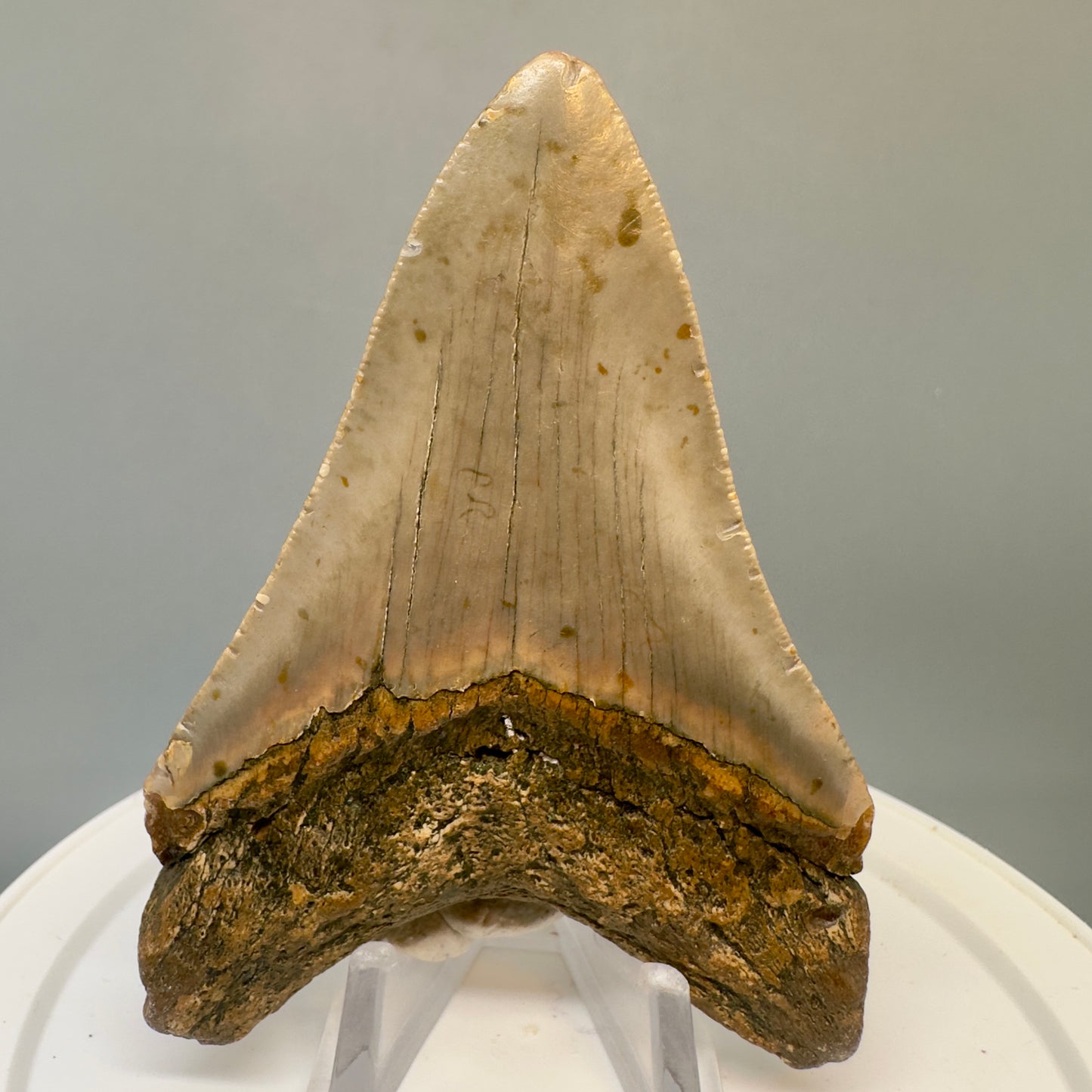 Colorful 3.59" Fossil Megalodon Tooth from North Carolina CM4825 - Back