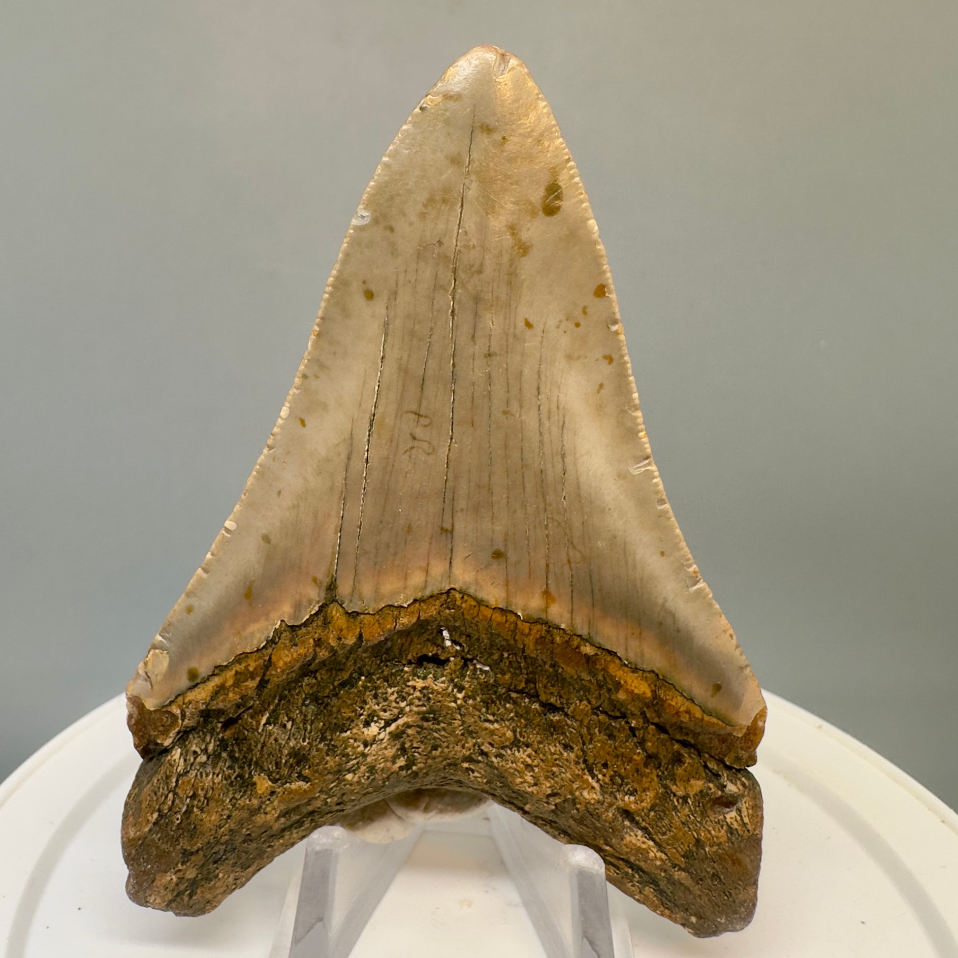 Colorful 3.59" Fossil Megalodon Tooth from North Carolina CM4825 - Back