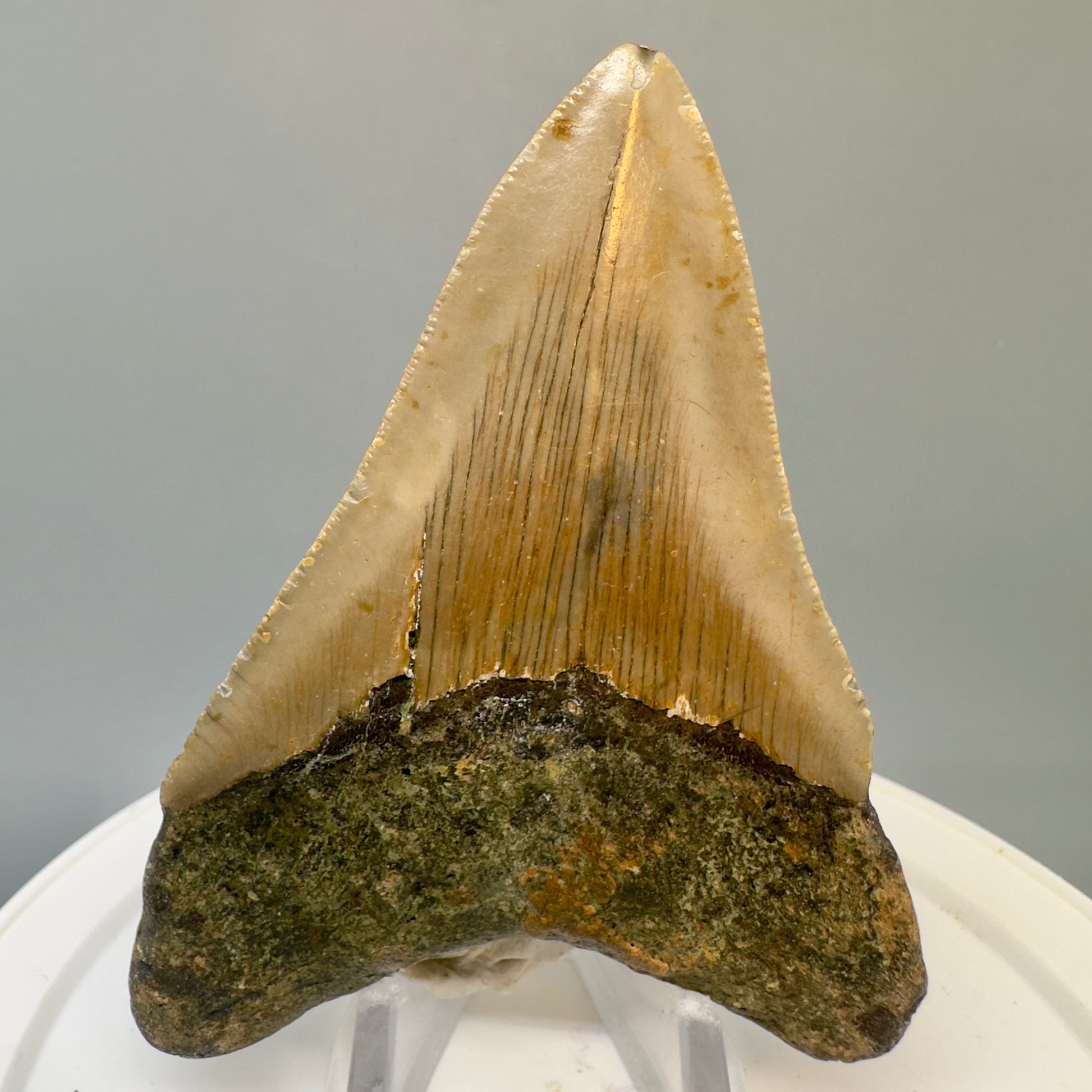 Colorful 3.44" Fossil Megalodon Tooth from North Carolina CM4824 - Back