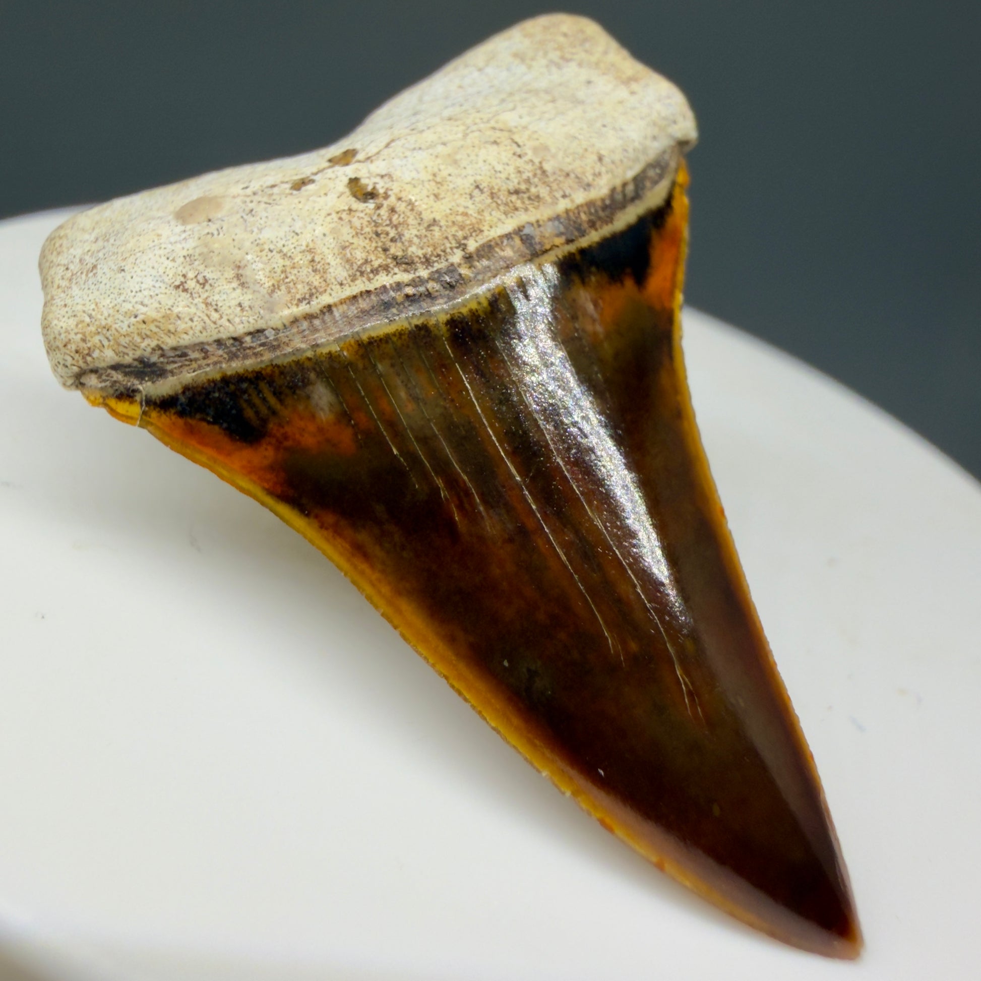 Front Left View Stunning, high quality 1.53" long Fossil Transitional Great White - Carcharodon hubbelli Tooth from Peru | Fossil for Sale GW1293