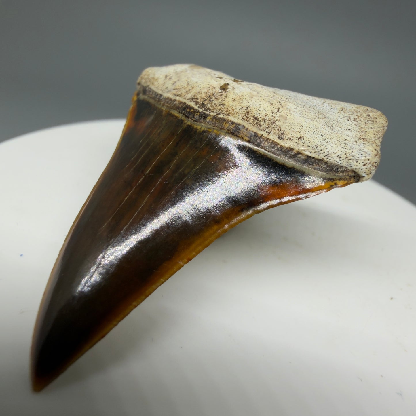 Front Right View with serration details Stunning, high quality 1.53" long Fossil Transitional Great White - Carcharodon hubbelli Tooth from Peru | Fossil for Sale 