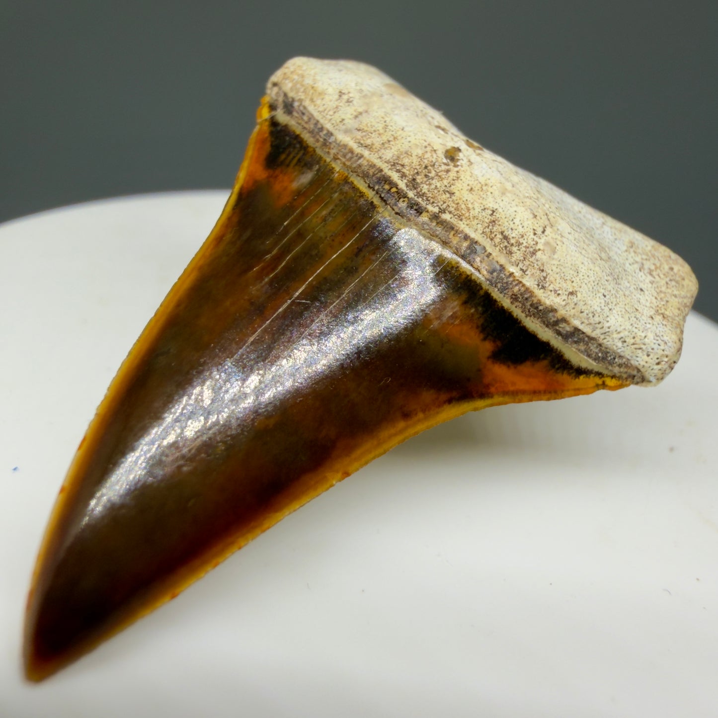 Front Right View Stunning, high quality 1.53" long Fossil Transitional Great White - Carcharodon hubbelli Tooth from Peru | Fossil for Sale GW1293 - 1
