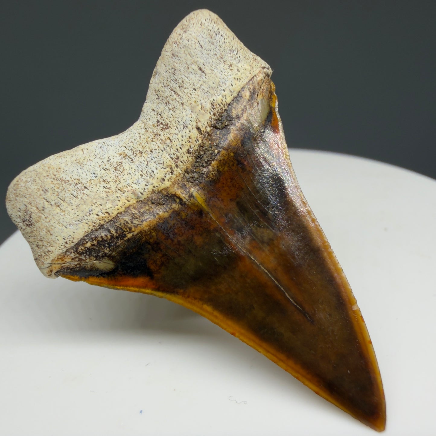 Back Left View Stunning, high quality 1.53" long Fossil Transitional Great White - Carcharodon hubbelli Tooth from Peru | Fossil for Sale GW1293