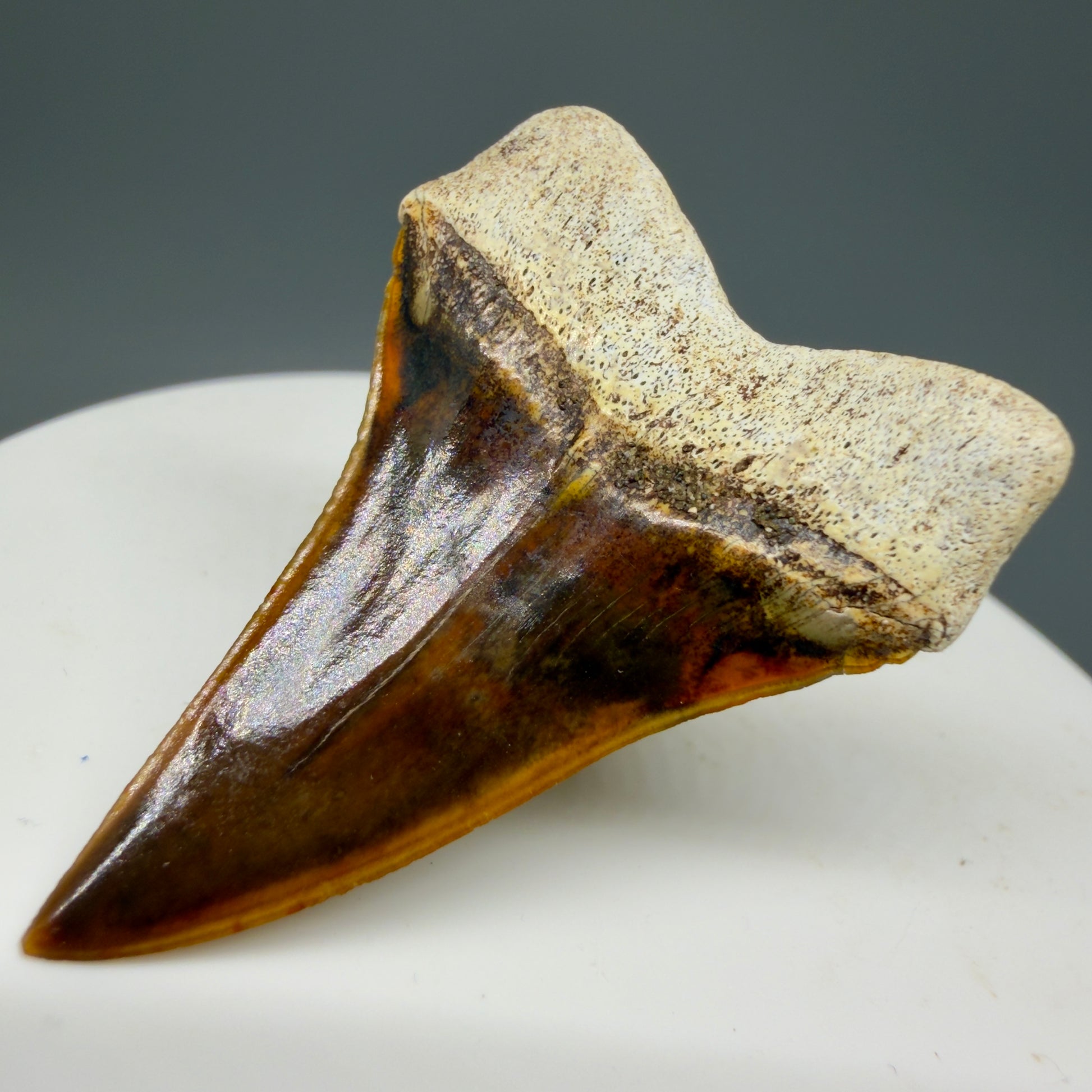Back Right View Stunning, high quality 1.53" long Fossil Transitional Great White - Carcharodon hubbelli Tooth from Peru | Fossil for Sale GW1293