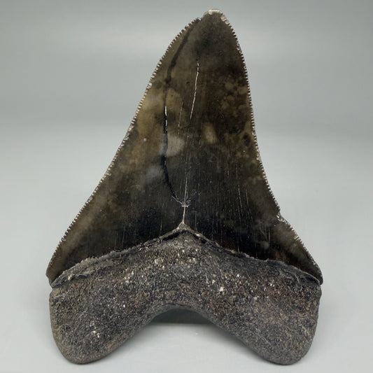 Back View 4.00" Fossil Megalodon Tooth – Authentic Carcharocles megalodon Tooth from South Carolina CM5583 