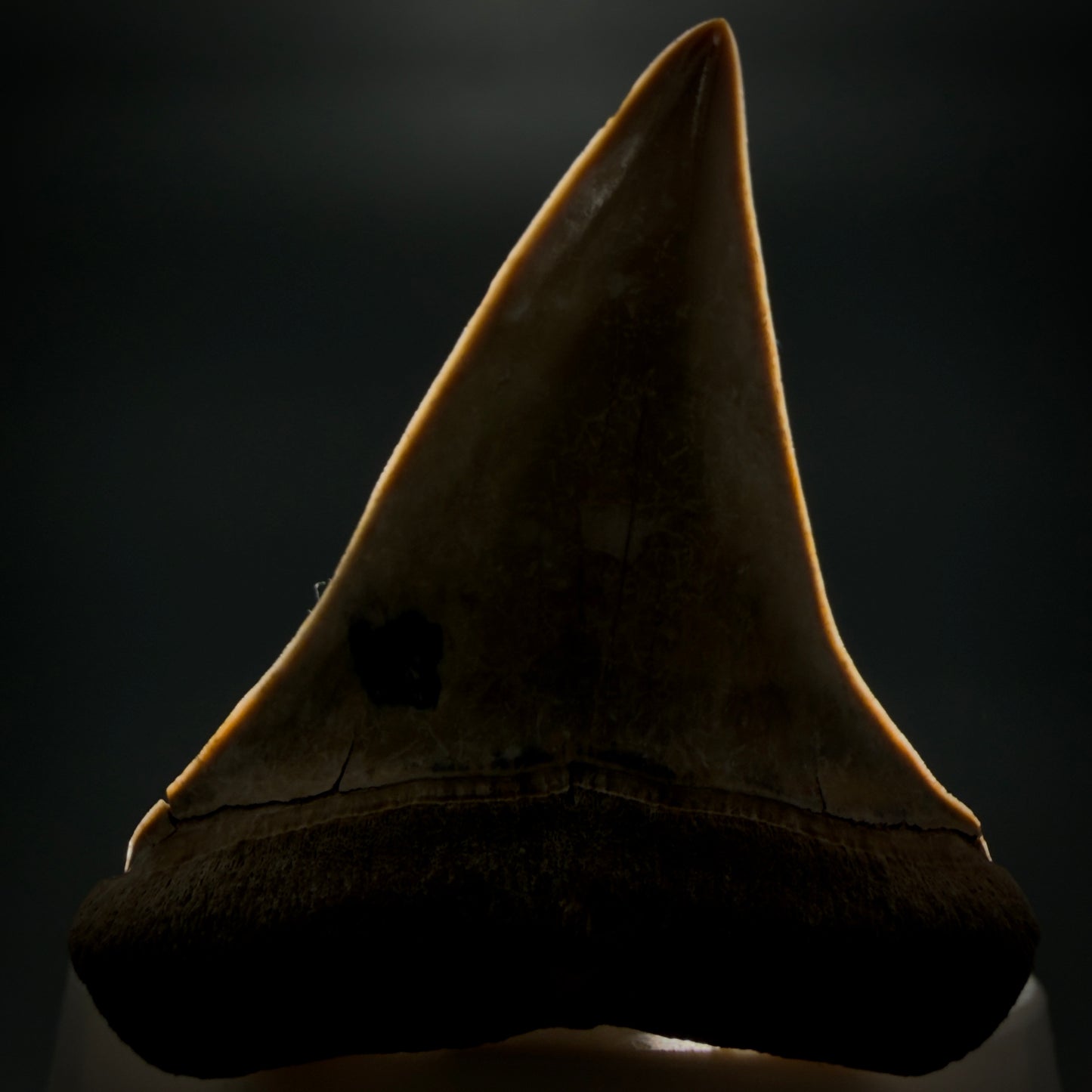 Front View 2.38" Fossil Extinct Mako - Isurus hastalis Shark Tooth from Bone Valley, FL - Outstanding!! M608 - 4