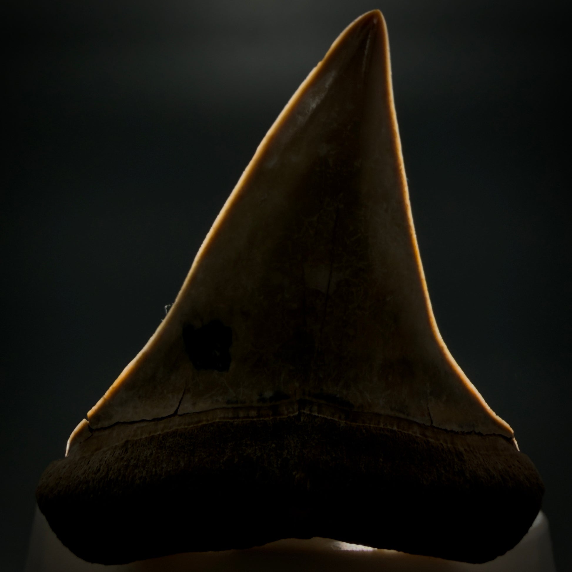 Front View 2.38" Fossil Extinct Mako - Isurus hastalis Shark Tooth from Bone Valley, FL - Outstanding!! M608 - 4