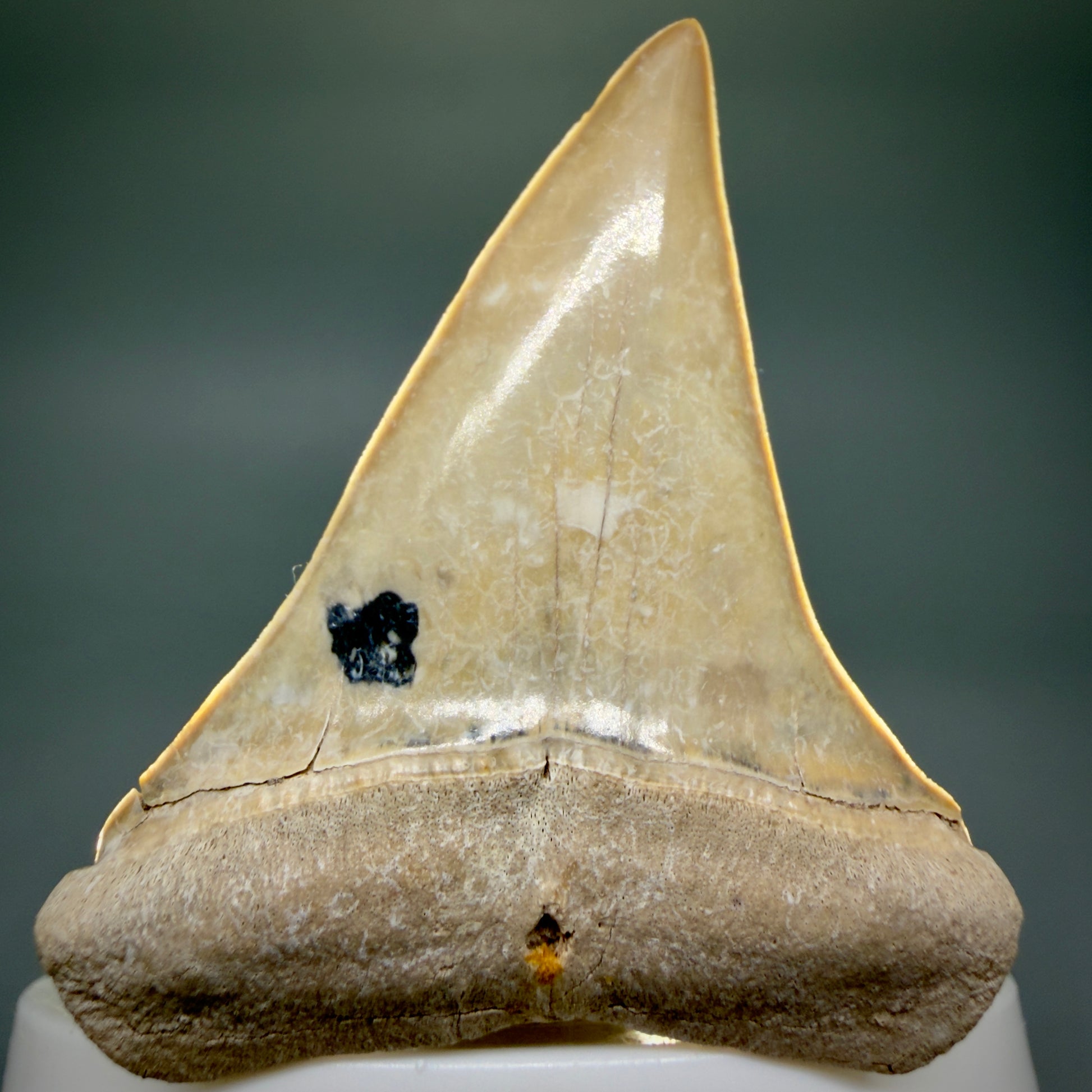 Front View 2.38" Fossil Extinct Mako - Isurus hastalis Shark Tooth from Bone Valley, FL - Outstanding!! M608 - 5