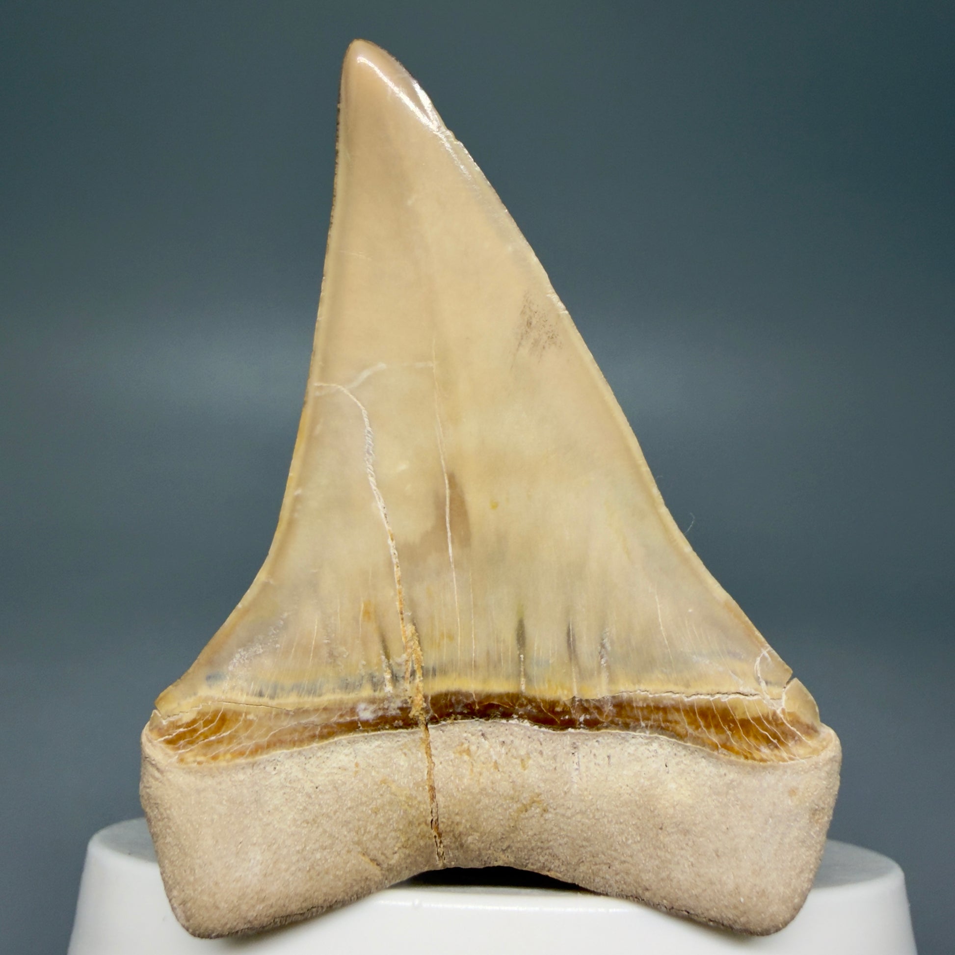 Back  View 2.38" Fossil Extinct Mako - Isurus hastalis Shark Tooth from Bone Valley, FL - Outstanding!! M608