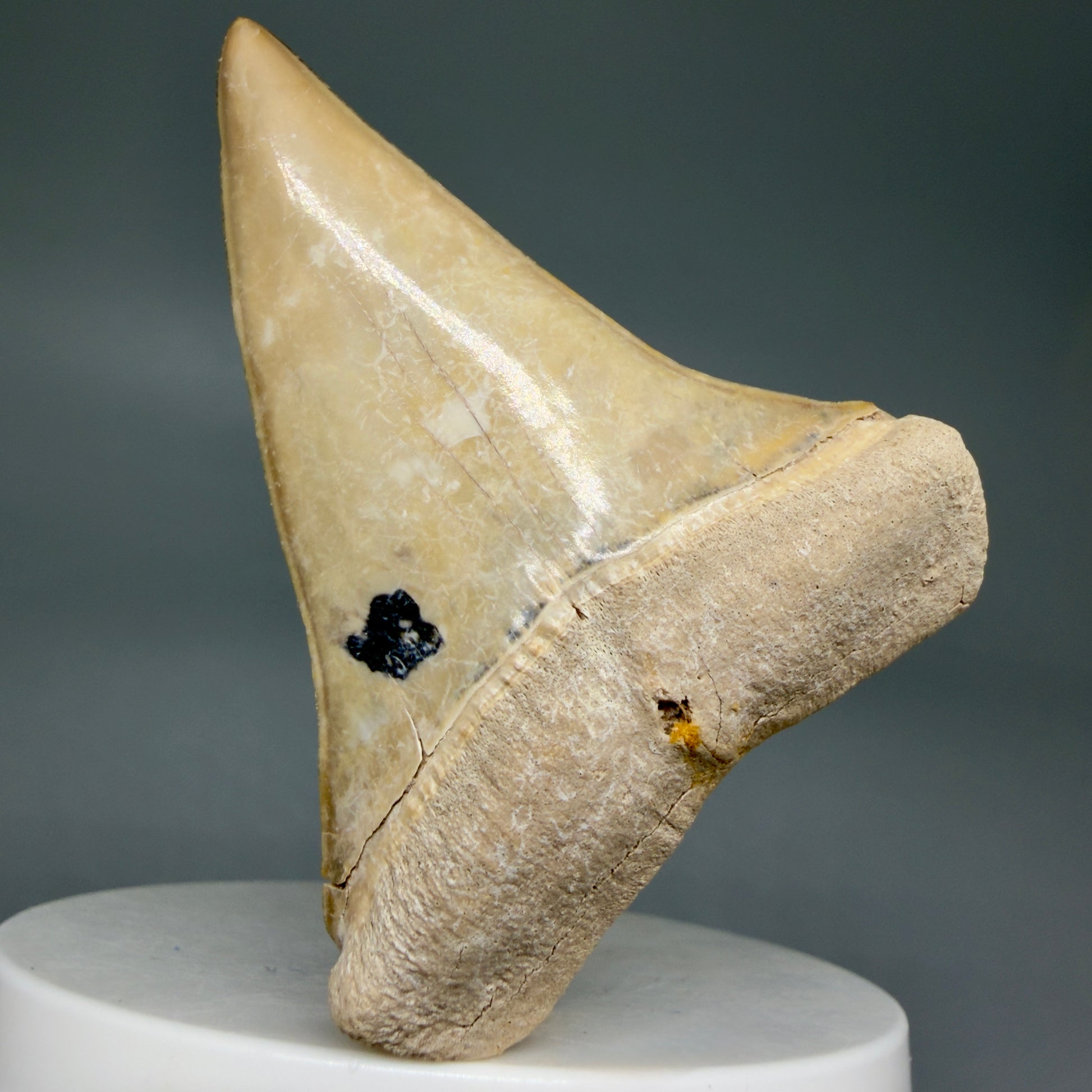 Front View 2.38" Fossil Extinct Mako - Isurus hastalis Shark Tooth from Bone Valley, FL - Outstanding!! M608 - 3