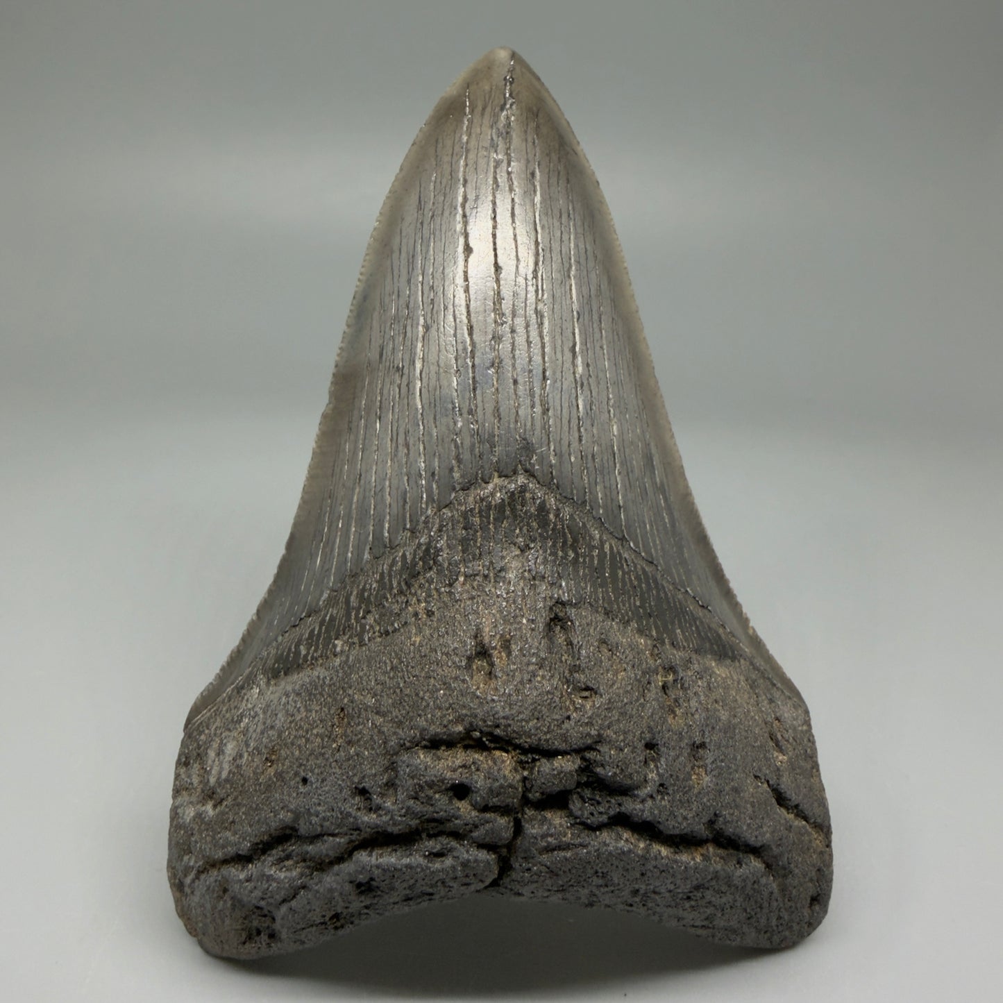 Front View Lower 4.38" Fossil Megalodon Tooth – Authentic Carcharocles megalodon Tooth from South Carolina CM5584 - 1