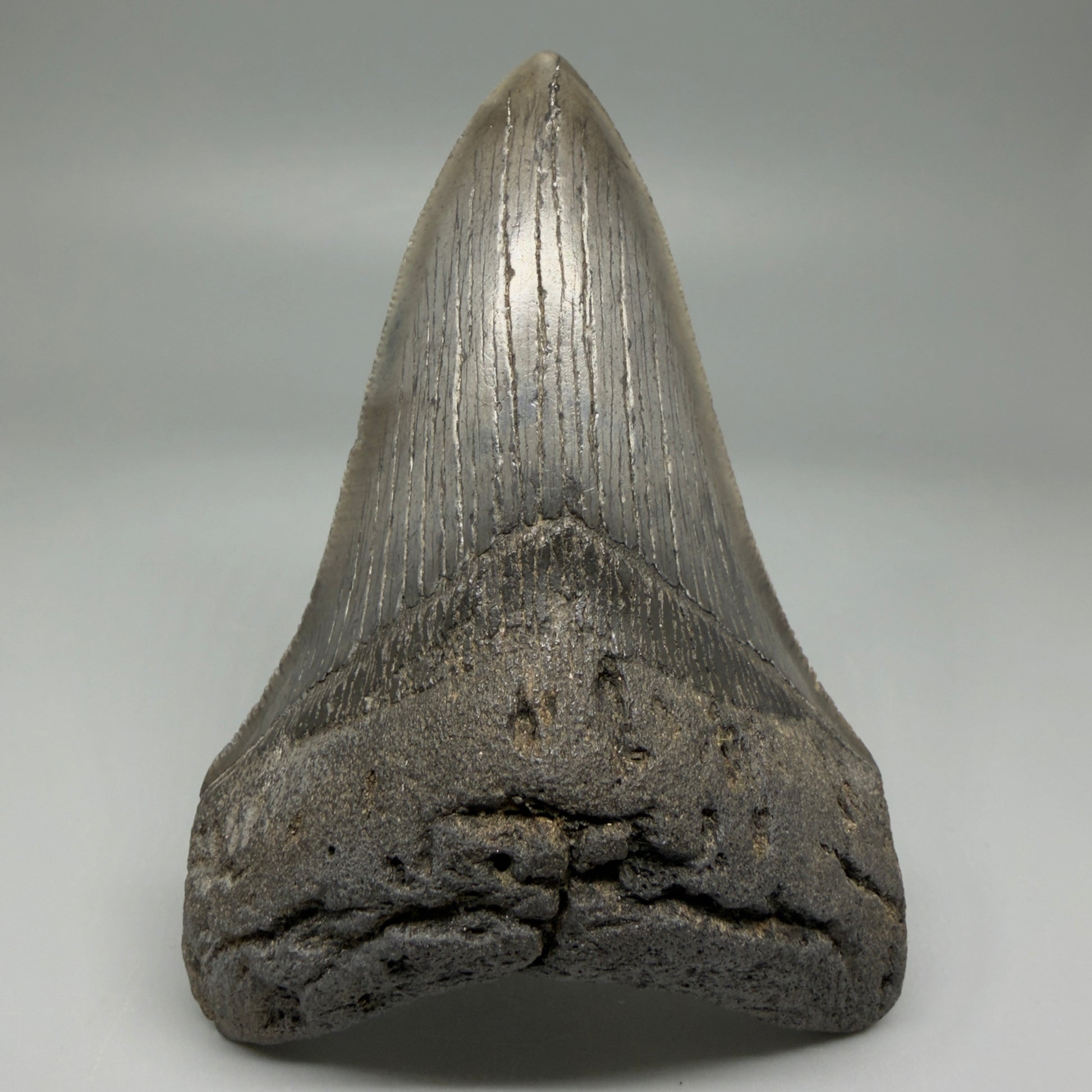 Front View Lower 4.38" Fossil Megalodon Tooth – Authentic Carcharocles megalodon Tooth from South Carolina CM5584 - 1