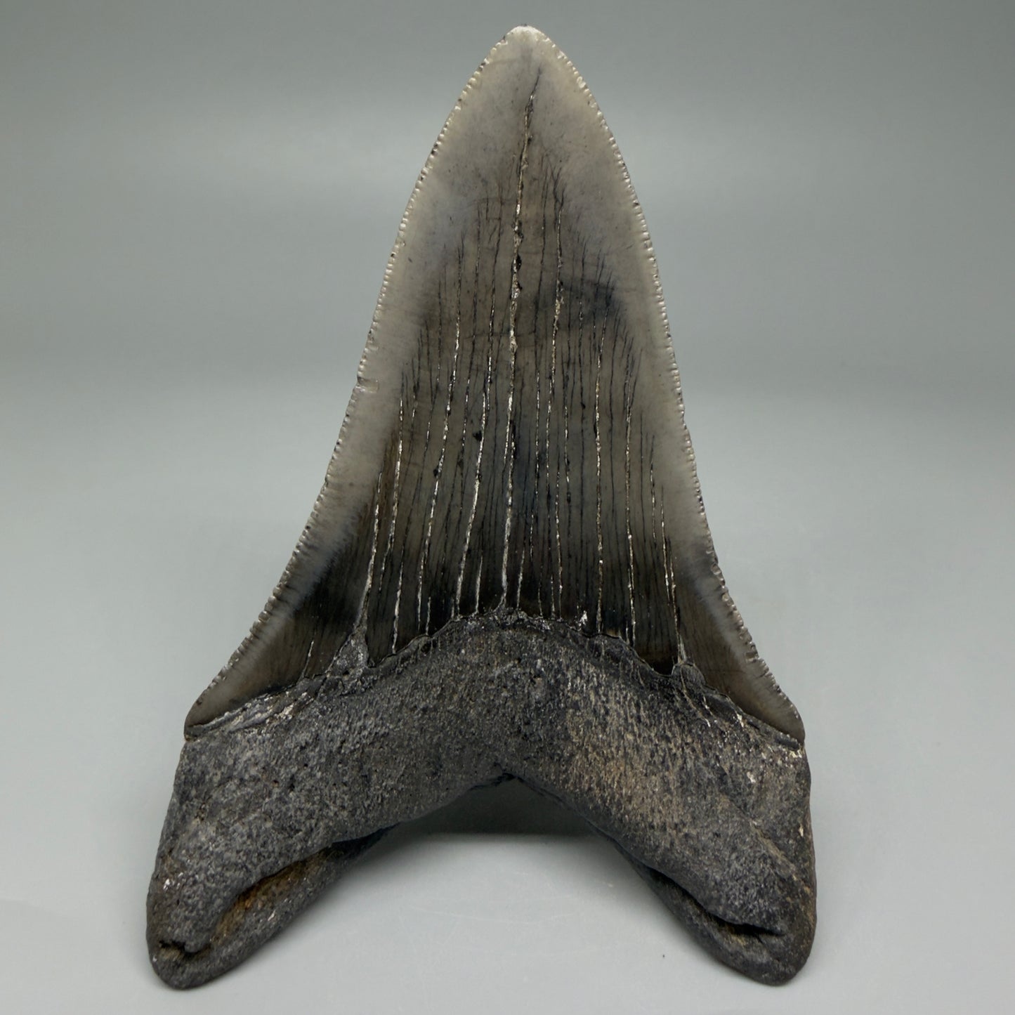 Back View Lower 4.38" Fossil Megalodon Tooth – Authentic Carcharocles megalodon Tooth from South Carolina CM5584 