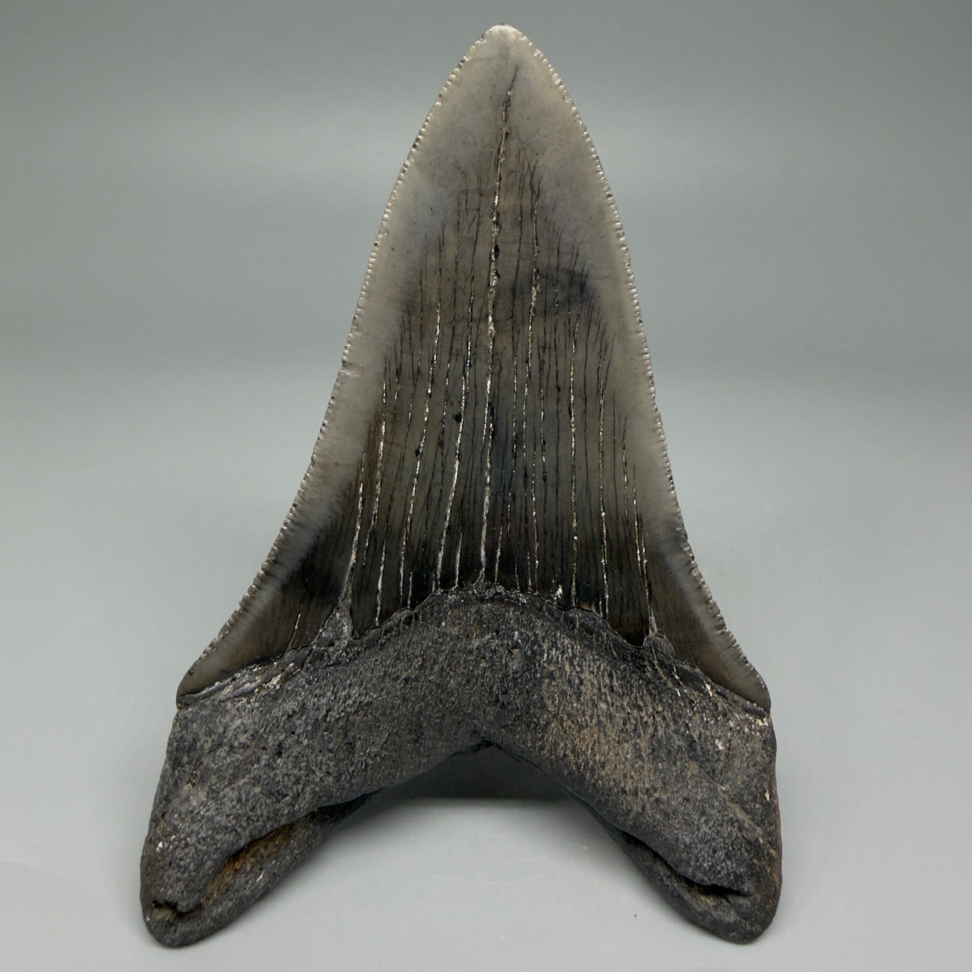 Back View Lower 4.38" Fossil Megalodon Tooth – Authentic Carcharocles megalodon Tooth from South Carolina CM5584 