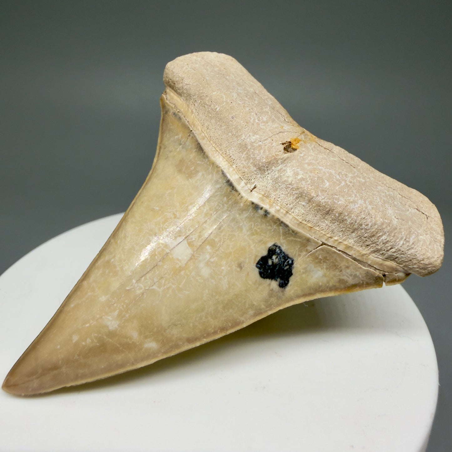 Front Right View 2.38" Fossil Extinct Mako - Isurus hastalis Shark Tooth from Bone Valley, FL - Outstanding!! M608