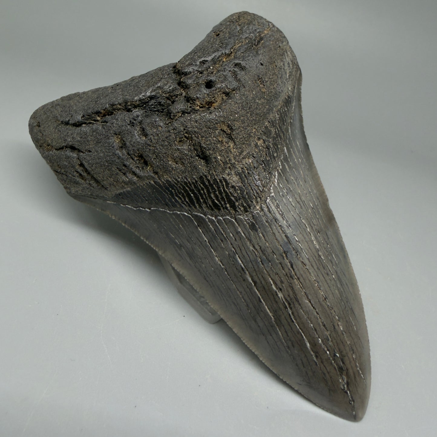 Front Left View Lower 4.38" Fossil Megalodon Tooth – Authentic Carcharocles megalodon Tooth from South Carolina CM5584 