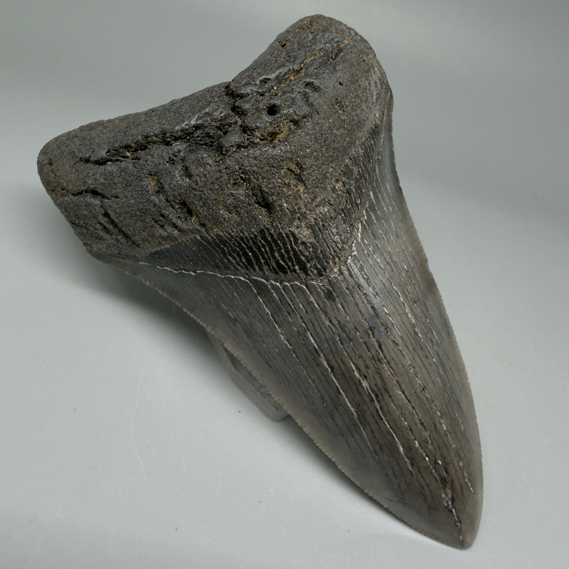 Front Left View Lower 4.38" Fossil Megalodon Tooth – Authentic Carcharocles megalodon Tooth from South Carolina CM5584 