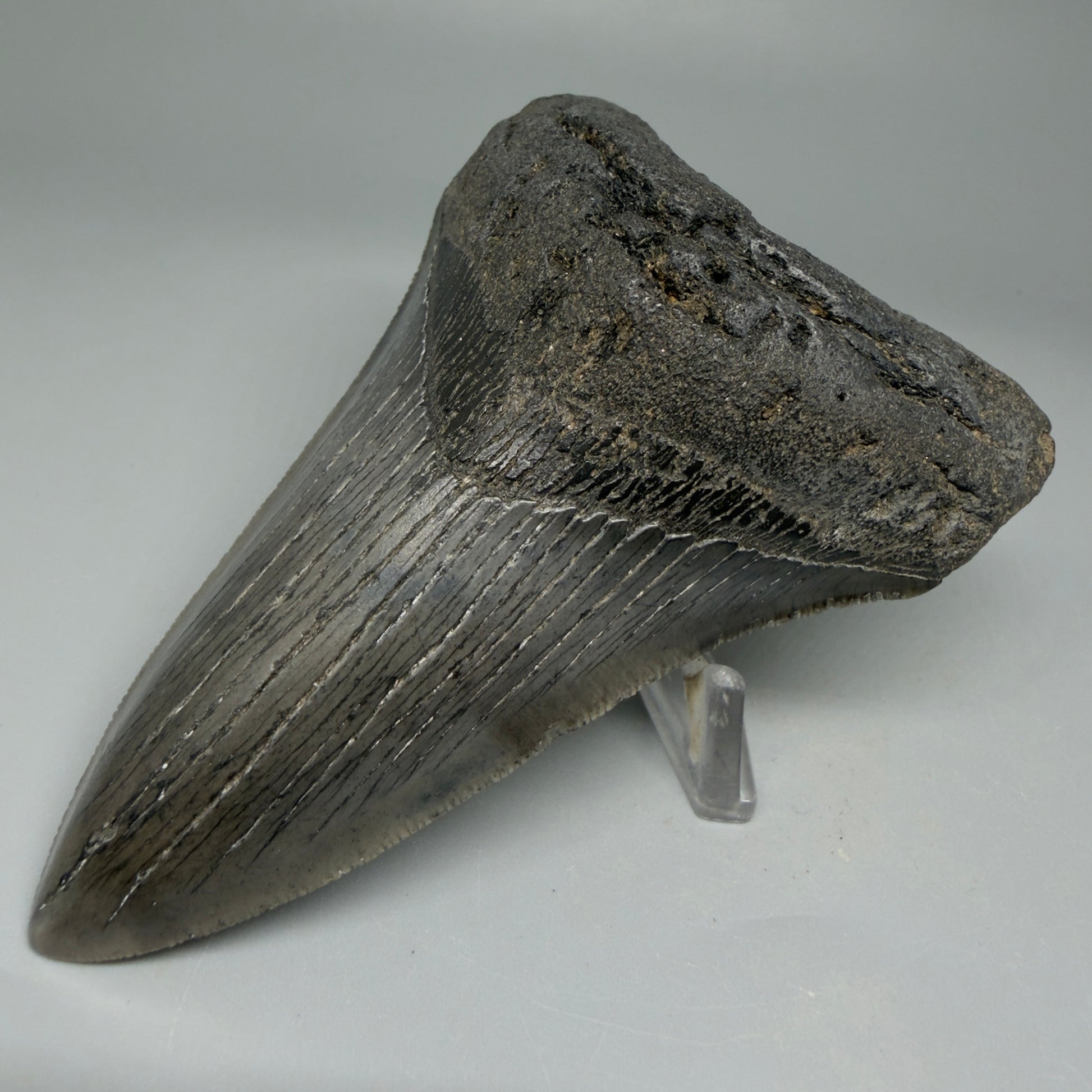 Front Right View Lower 4.38" Fossil Megalodon Tooth – Authentic Carcharocles megalodon Tooth from South Carolina CM5584 