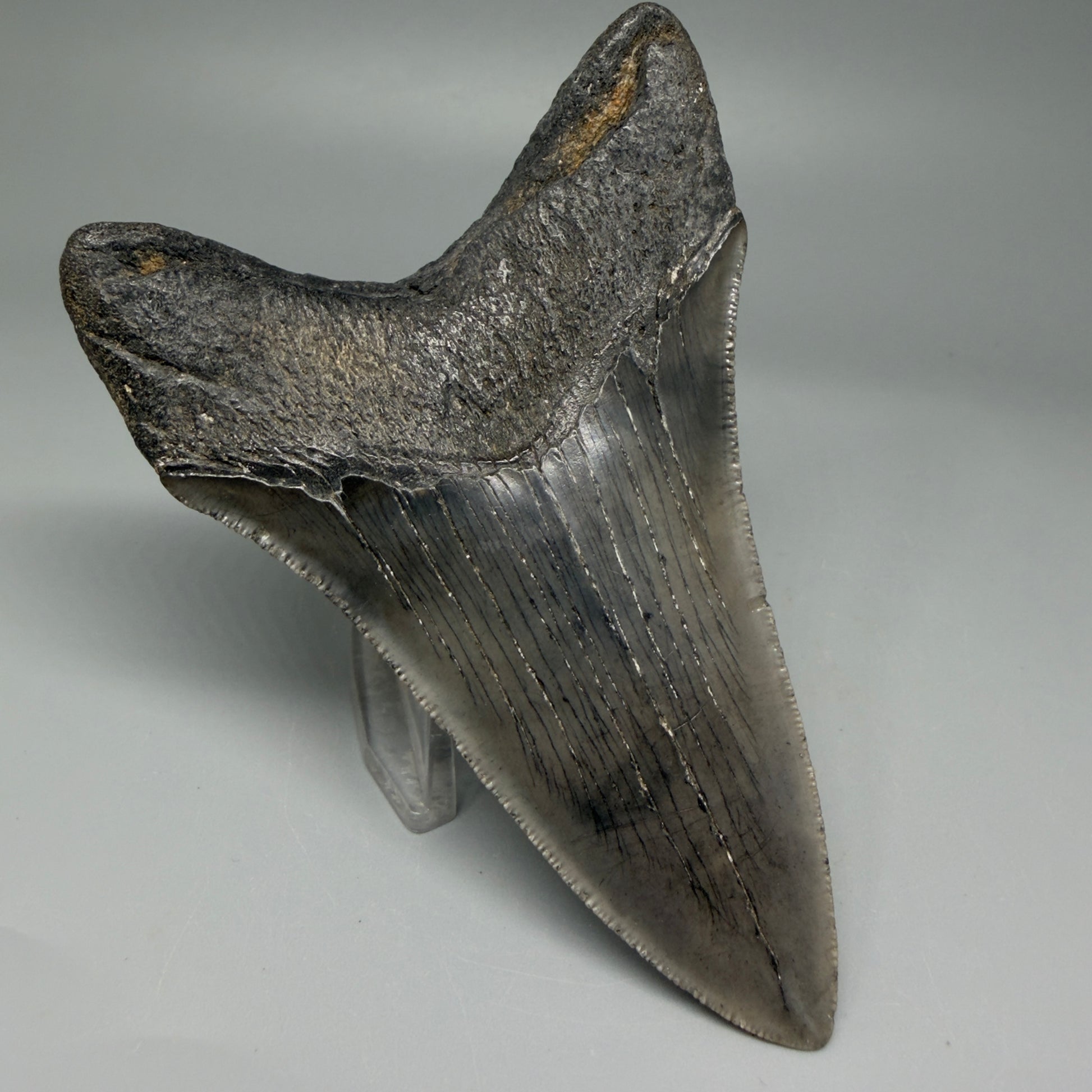 Back Left View Lower 4.38" Fossil Megalodon Tooth – Authentic Carcharocles megalodon Tooth from South Carolina CM5584 