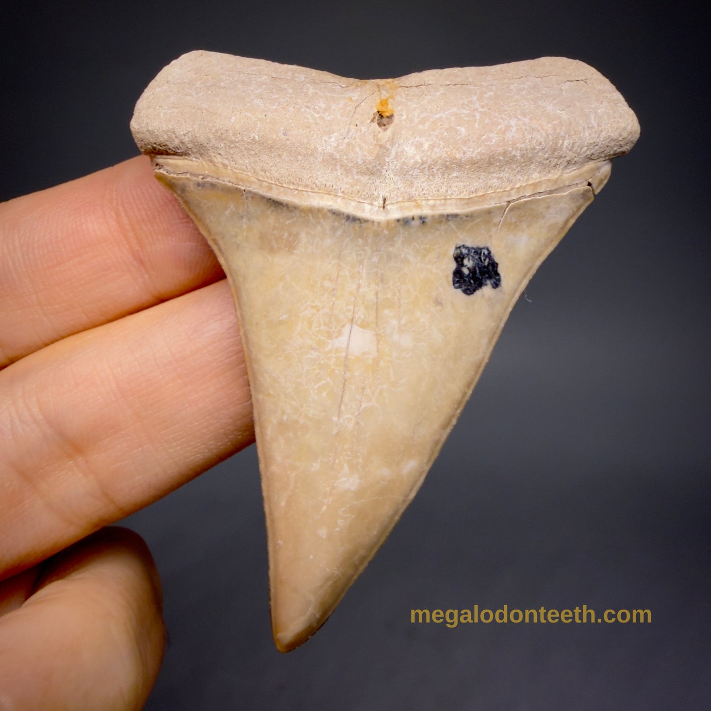 Front View 2.38" Fossil Extinct Mako - Isurus hastalis Shark Tooth from Bone Valley, FL - Outstanding!! M608 - 1