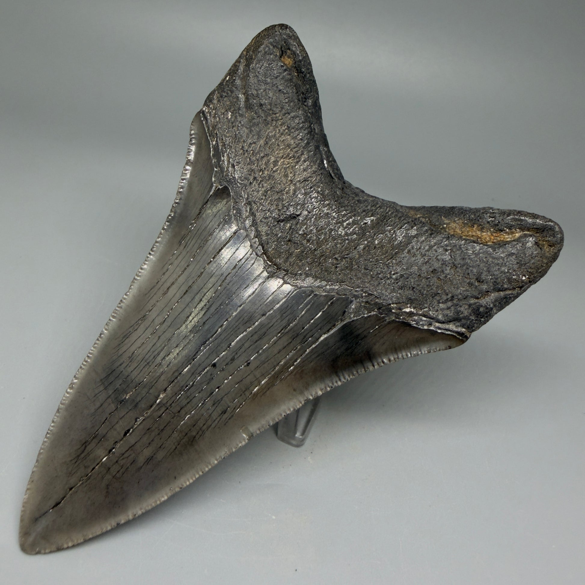 Back Right View Lower 4.38" Fossil Megalodon Tooth – Authentic Carcharocles megalodon Tooth from South Carolina CM5584 