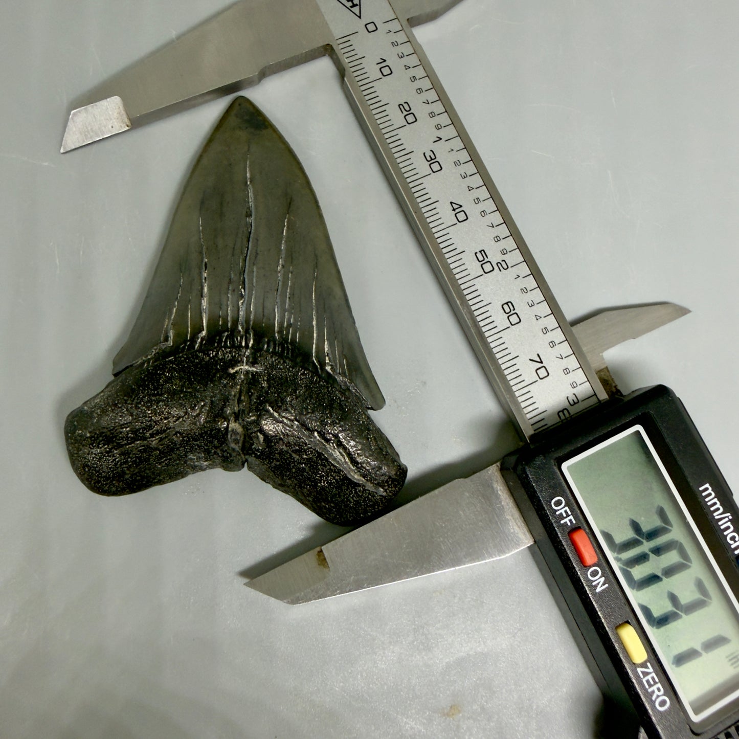 In Calipers View HUGE, XL 3.03" Fossil Extinct Mako - Isurus hastalis Tooth from South Carolina M610