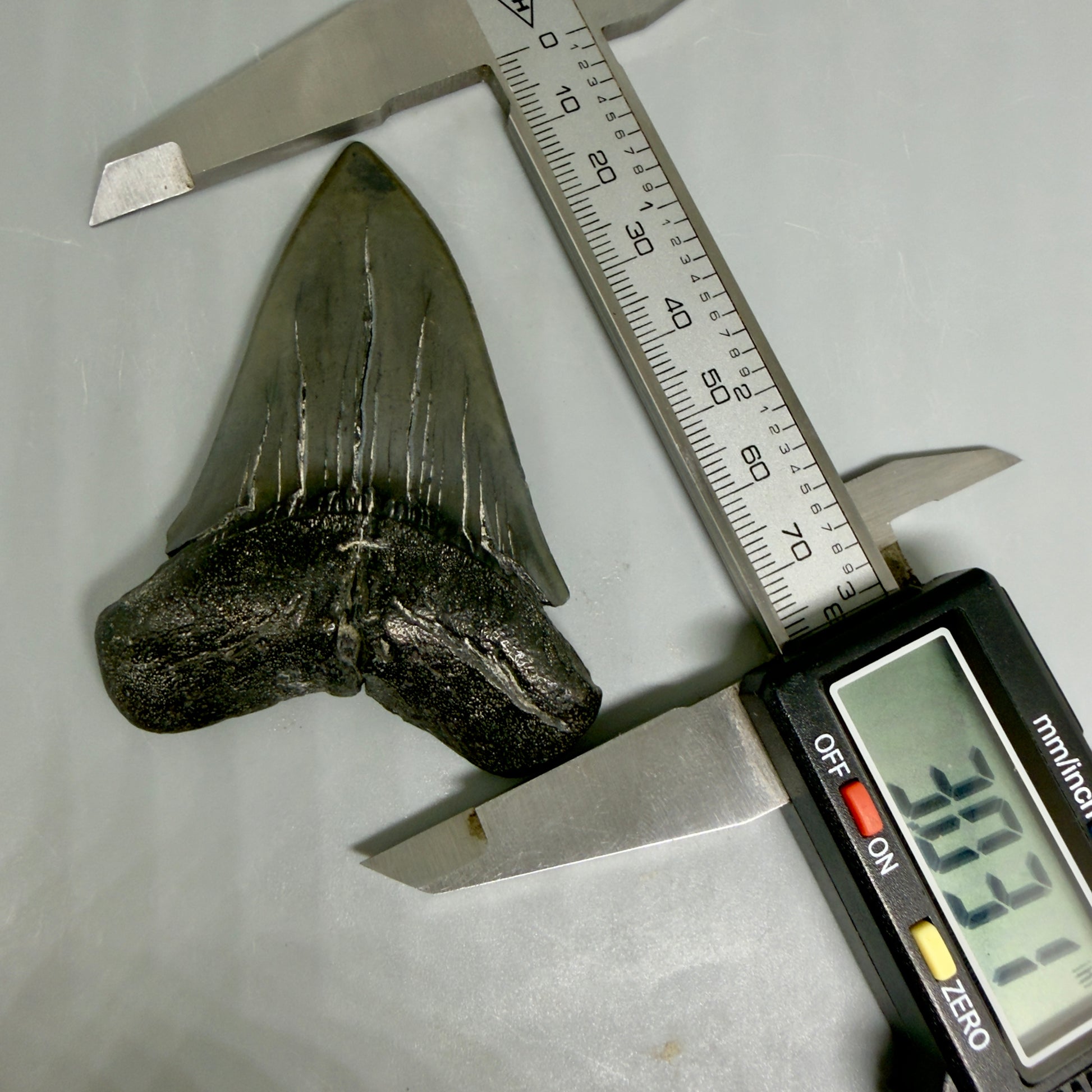 In Calipers View HUGE, XL 3.03" Fossil Extinct Mako - Isurus hastalis Tooth from South Carolina M610