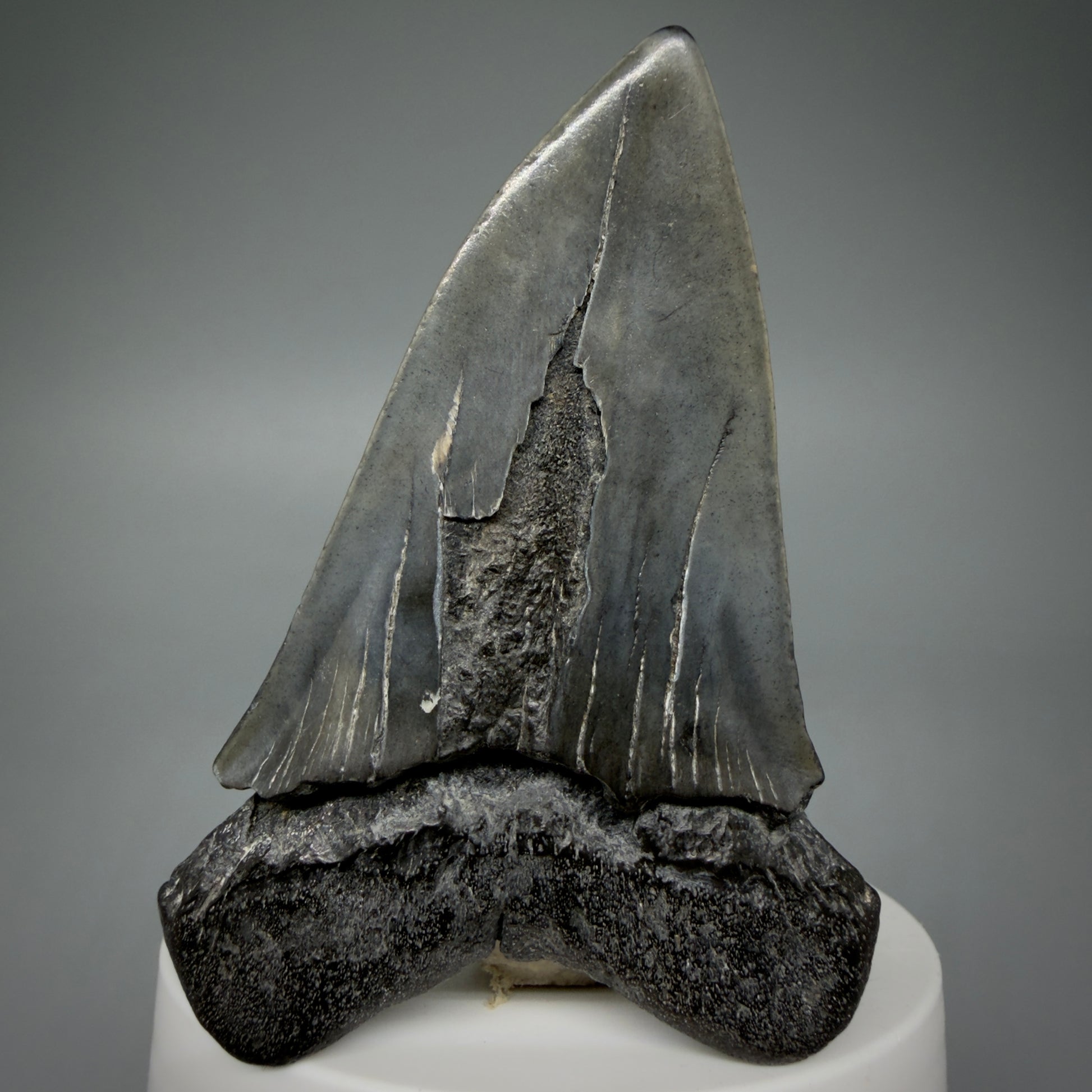 Back View HUGE, XL 3.03" Fossil Extinct Mako - Isurus hastalis Tooth from South Carolina M610
