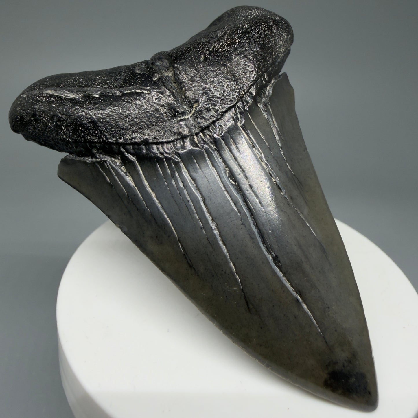 Front Left View HUGE, XL 3.03" Fossil Extinct Mako - Isurus hastalis Tooth from South Carolina M610