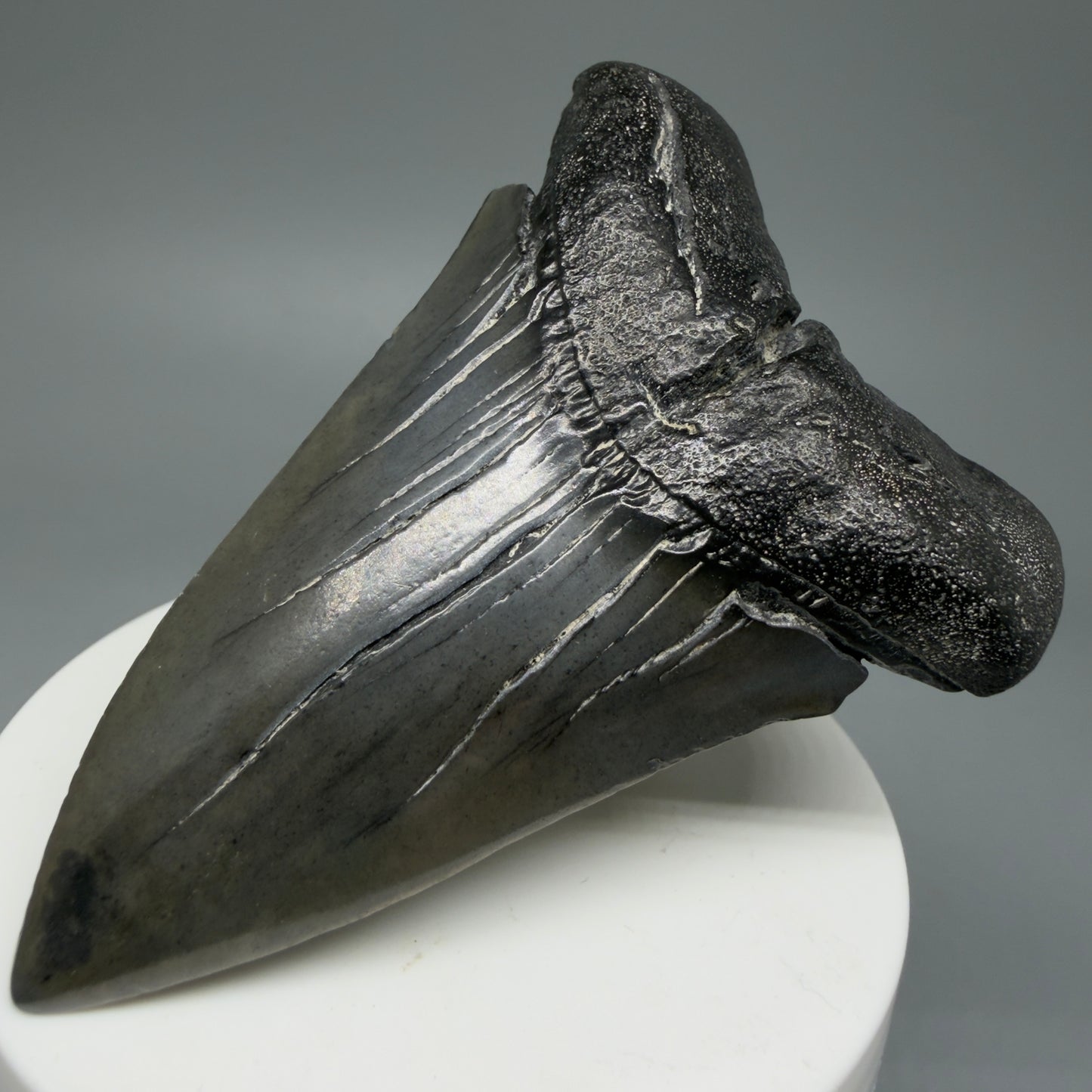 Front Right View HUGE, XL 3.03" Fossil Extinct Mako - Isurus hastalis Tooth from South Carolina M610