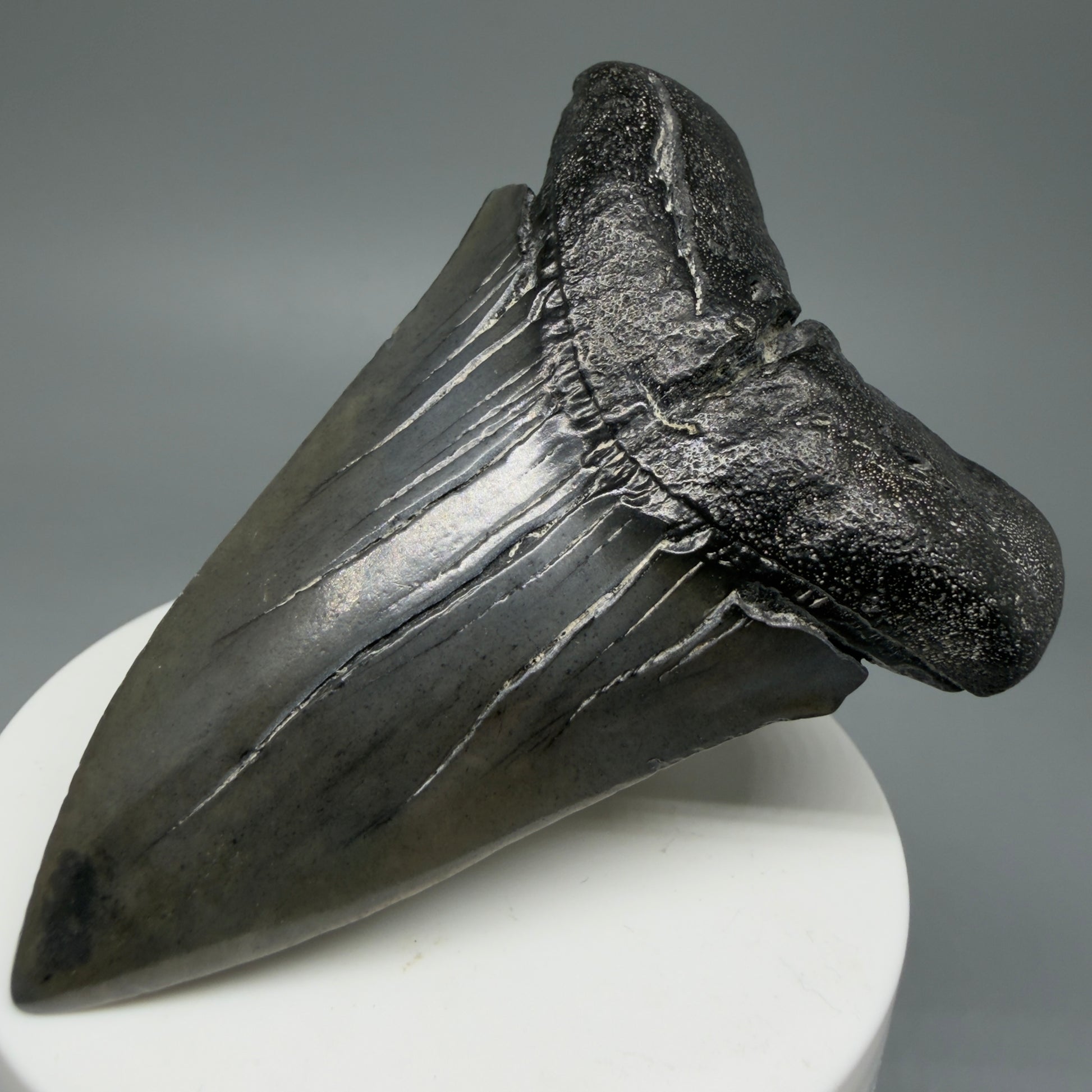 Front Right View HUGE, XL 3.03" Fossil Extinct Mako - Isurus hastalis Tooth from South Carolina M610