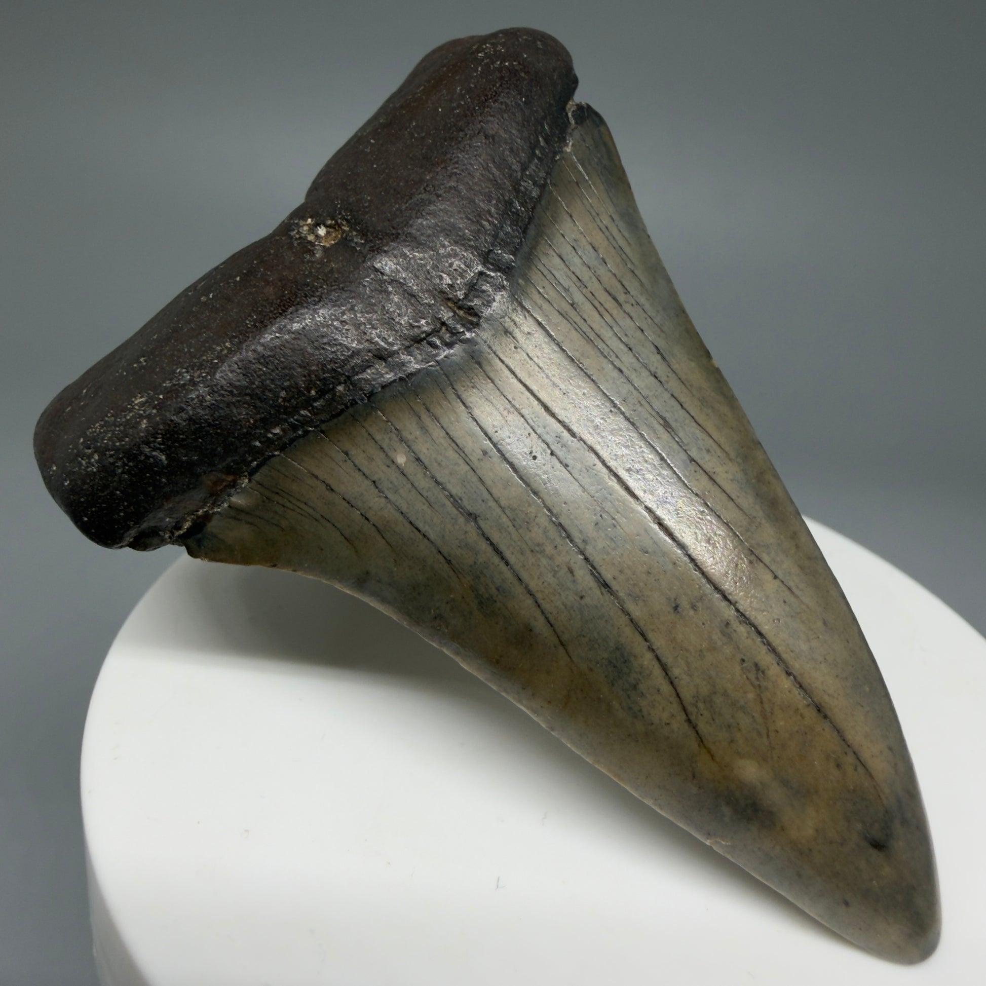 Front Left View Colorful 2.74" Fossil Extinct Mako - Isurus hastalis Shark Tooth from South Carolina M609