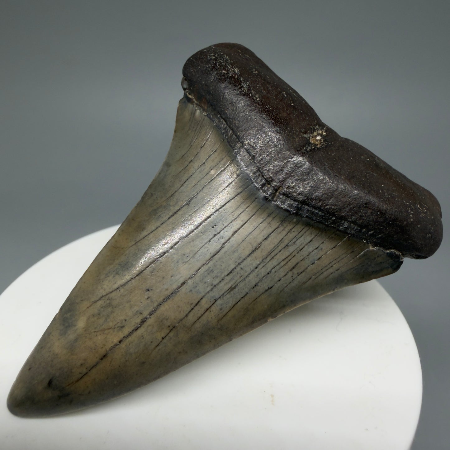 Front Right View Colorful 2.74" Fossil Extinct Mako - Isurus hastalis Shark Tooth from South Carolina M609