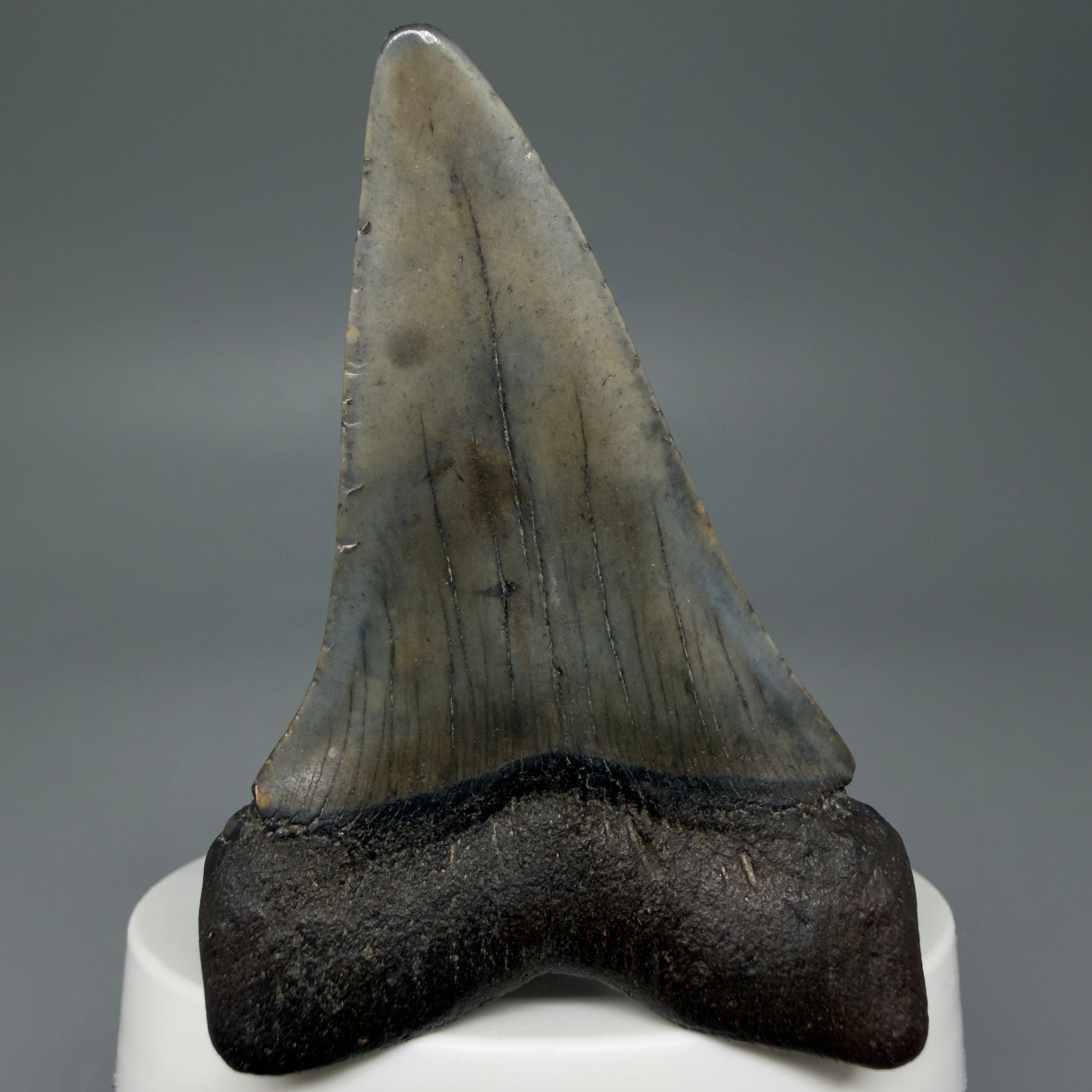 Back View Colorful 2.74" Fossil Extinct Mako - Isurus hastalis Shark Tooth from South Carolina M609