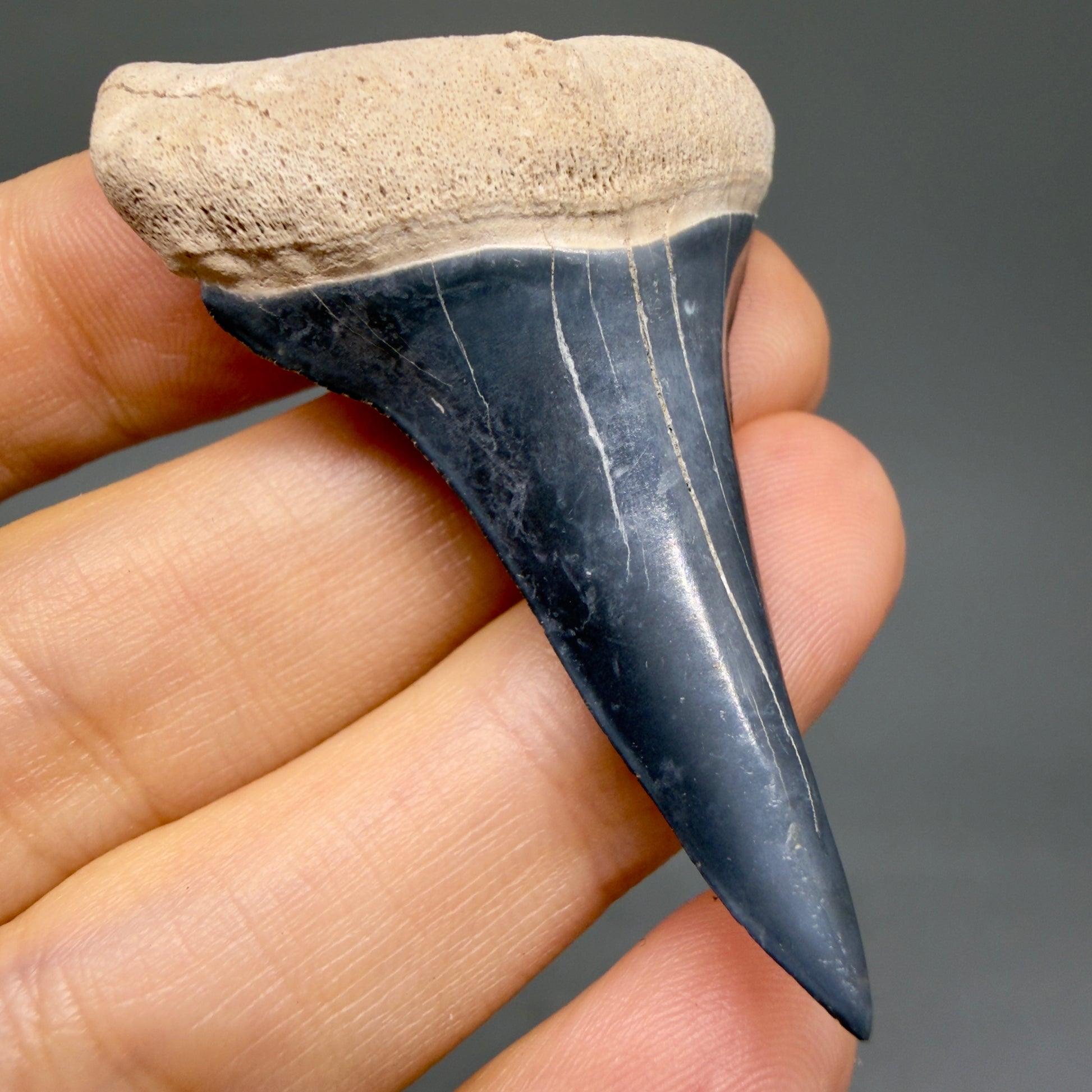 Front Left View Lower 2.30" Fossil Extinct Mako - Isurus hastalis Shark Tooth from Bone Valley, FL - Outstanding!! M607 - 1