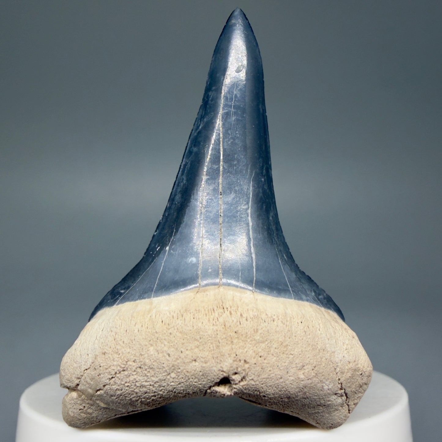 Front View Lower 2.30" Fossil Extinct Mako - Isurus hastalis Shark Tooth from Bone Valley, FL - Outstanding!! M607 - 1