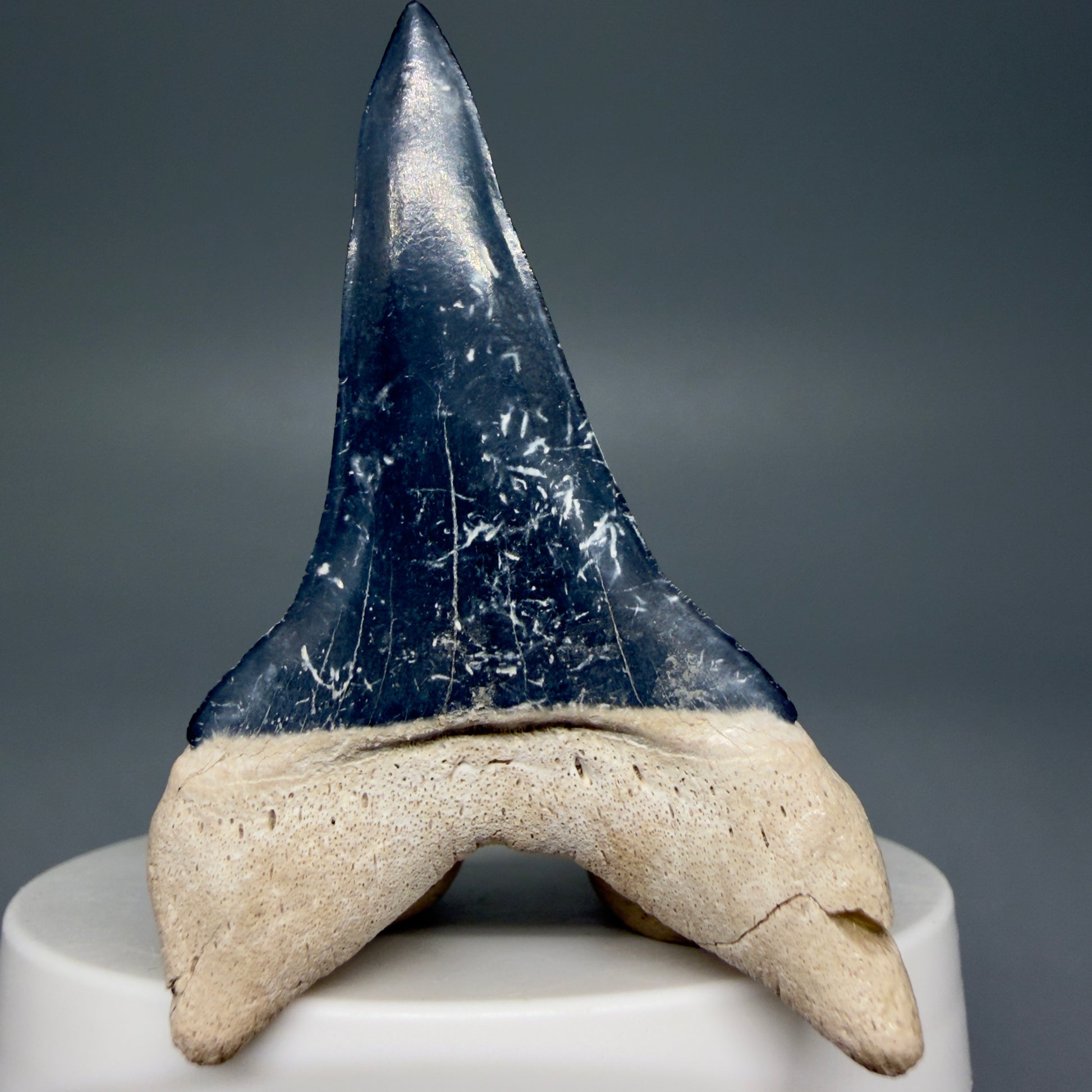Back  View Lower 2.30" Fossil Extinct Mako - Isurus hastalis Shark Tooth from Bone Valley, FL - Outstanding!! M607
